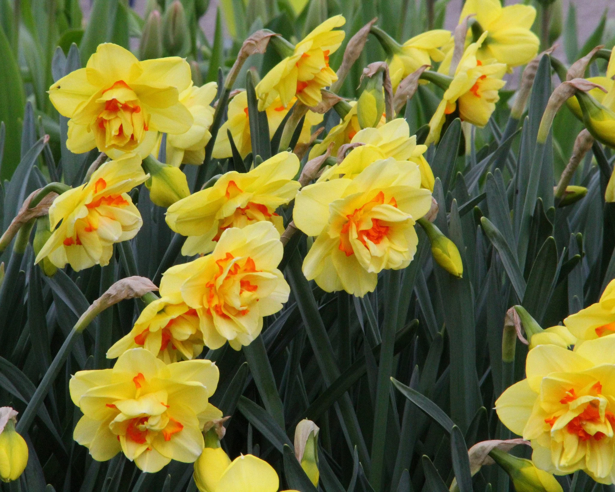 Narcissus 'Ascot' - Image 7