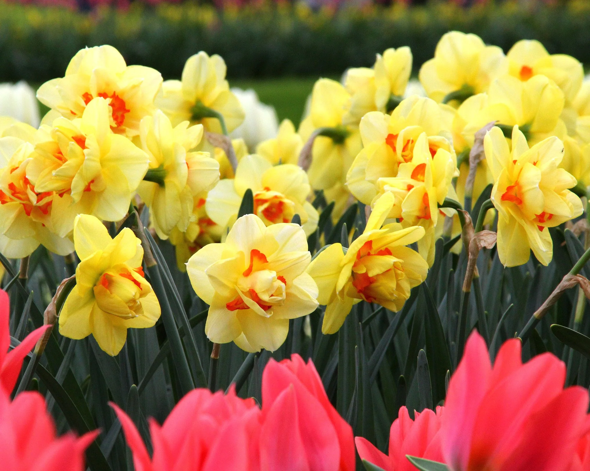 Narcissus 'Ascot' - Image 8
