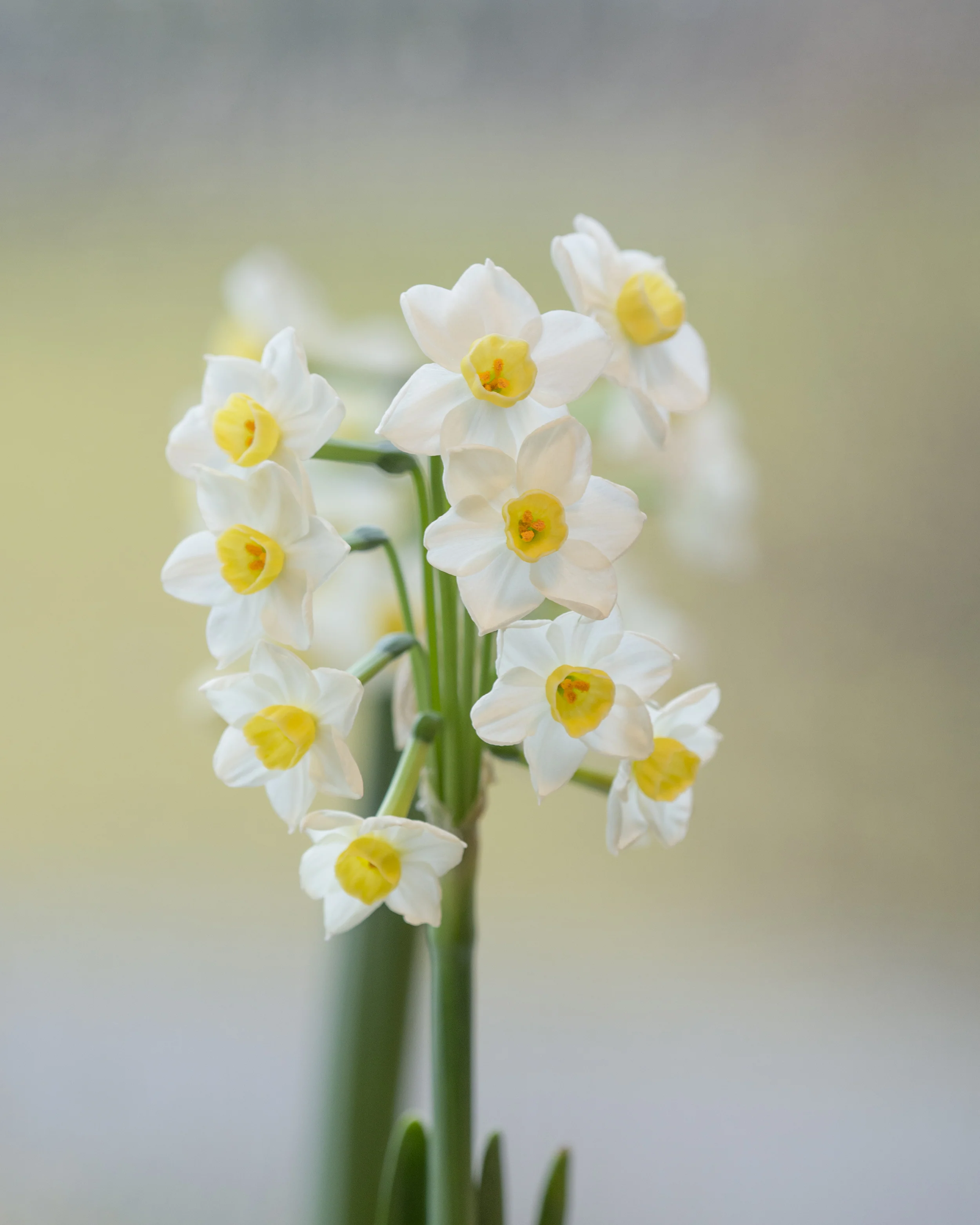 Narcissus 'Avalanche' - Image 9