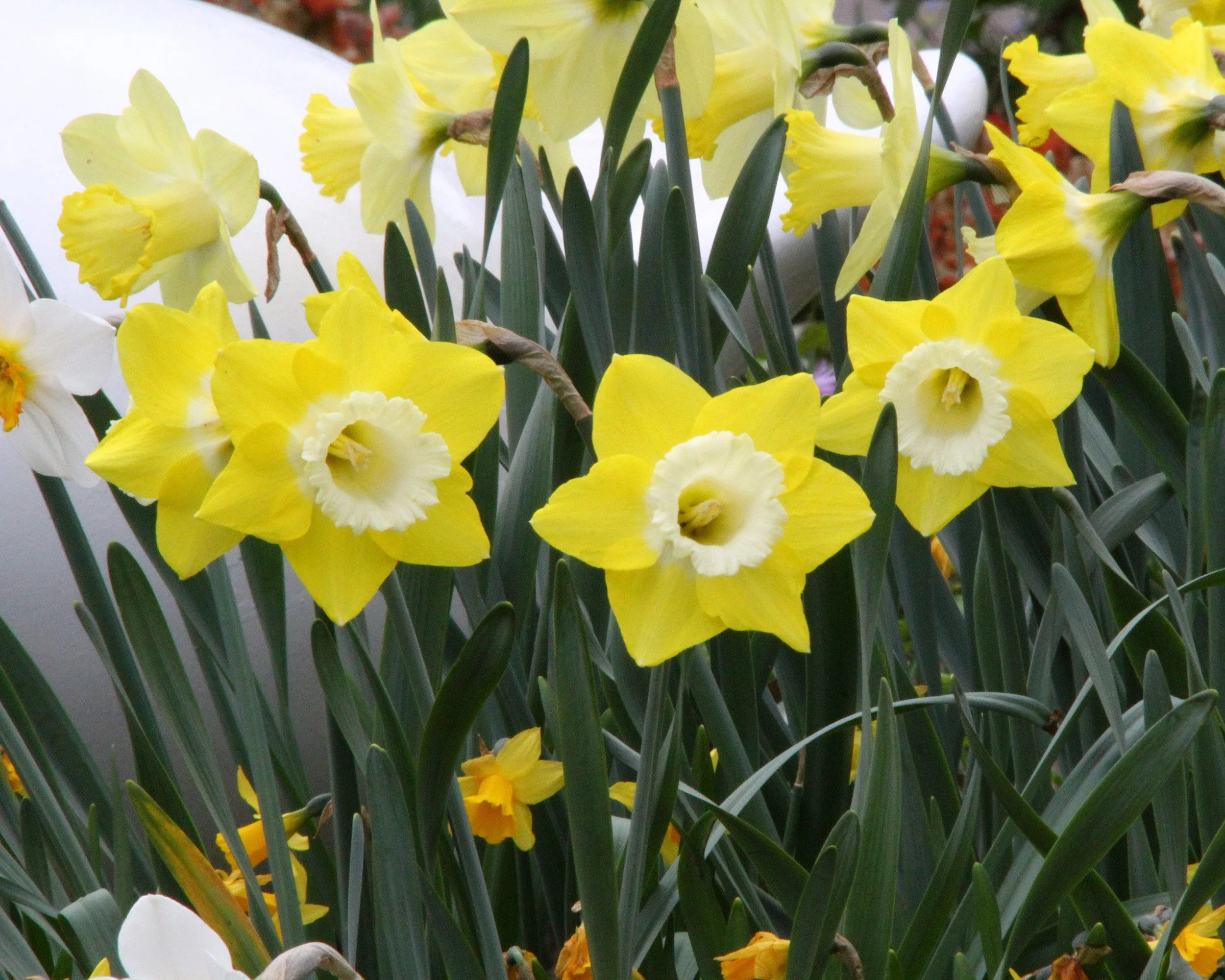 Narcissus 'Avalon' - Image 3