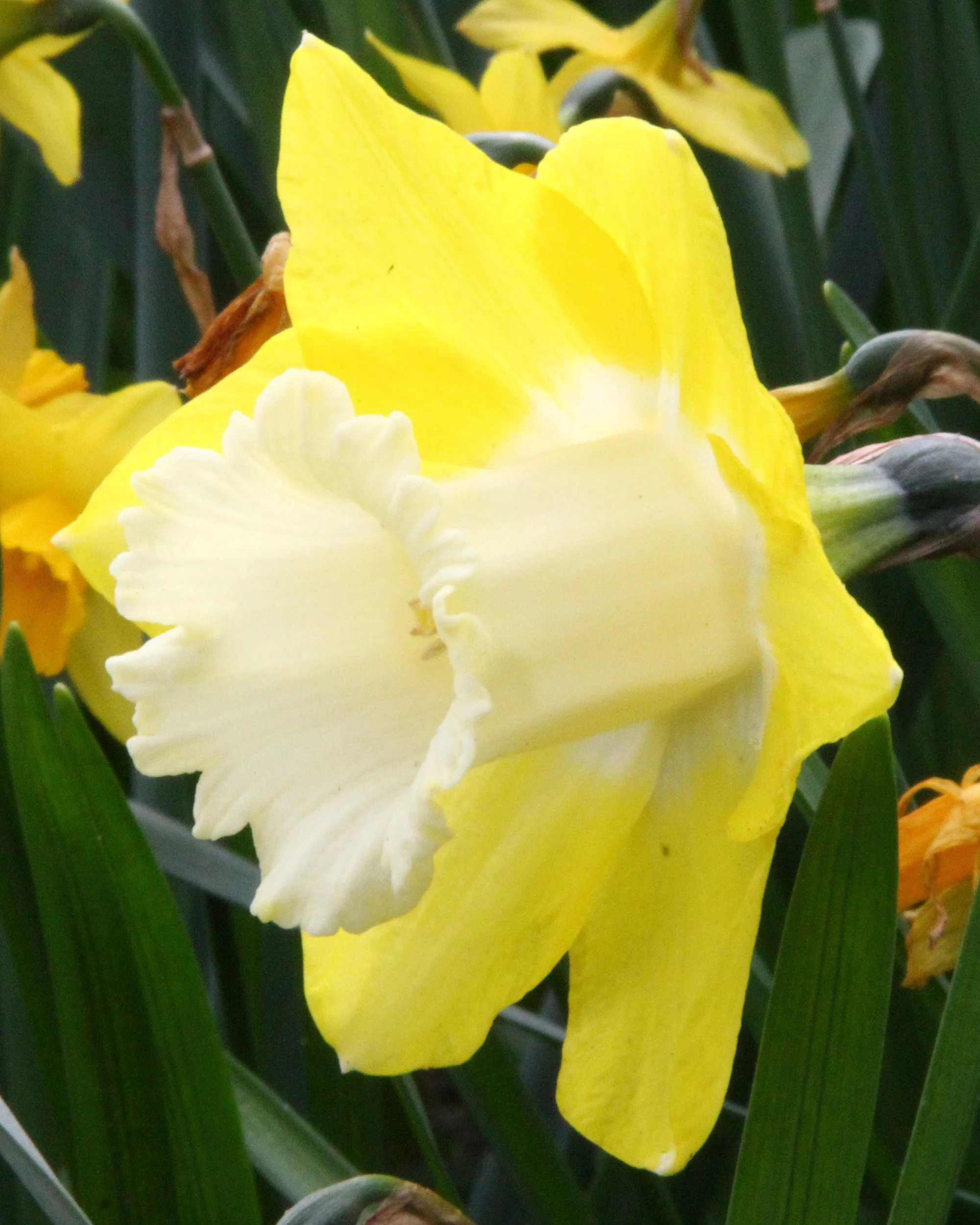 Narcissus 'Avalon' - Image 4