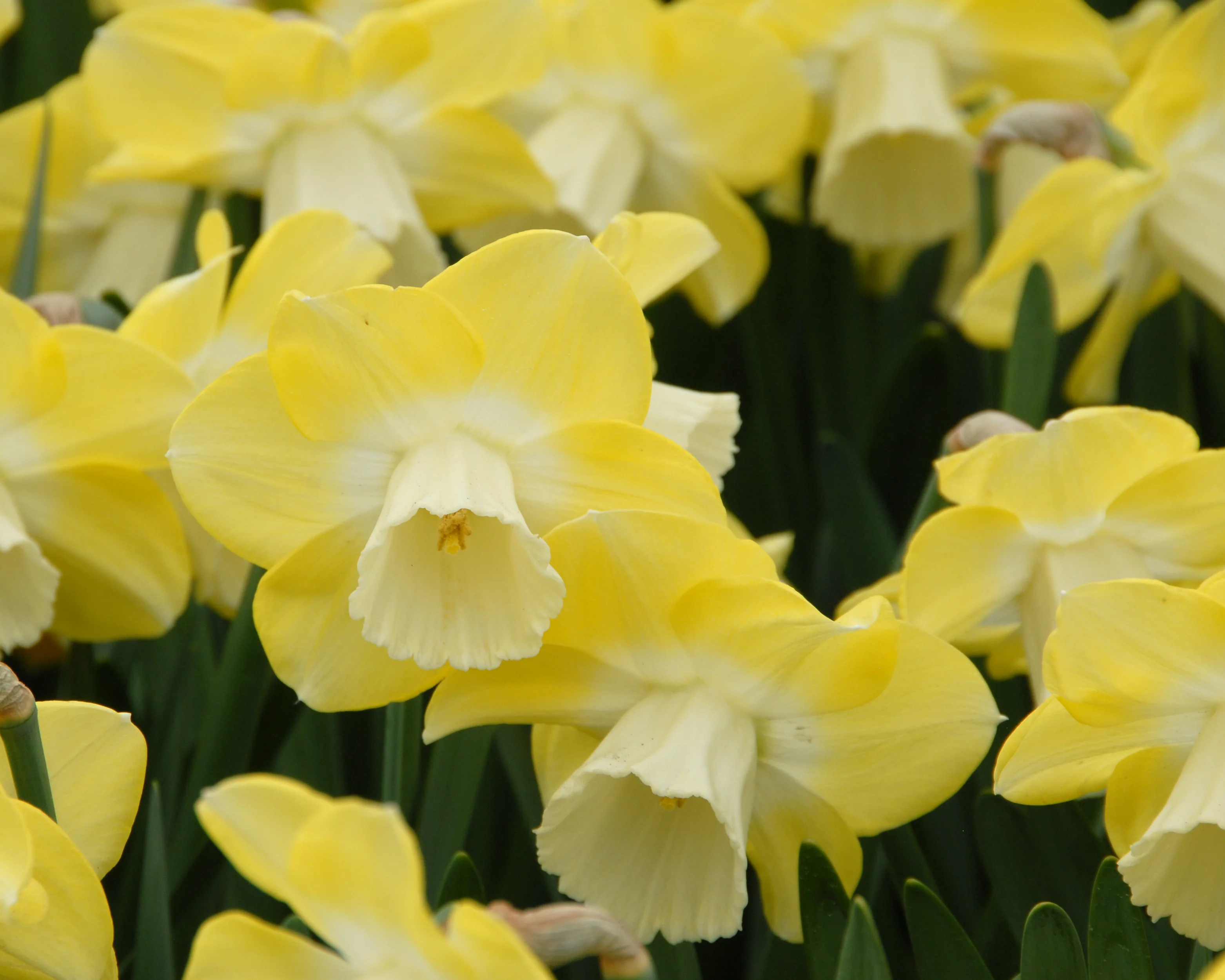 Narcissus 'Avalon' - Image 5