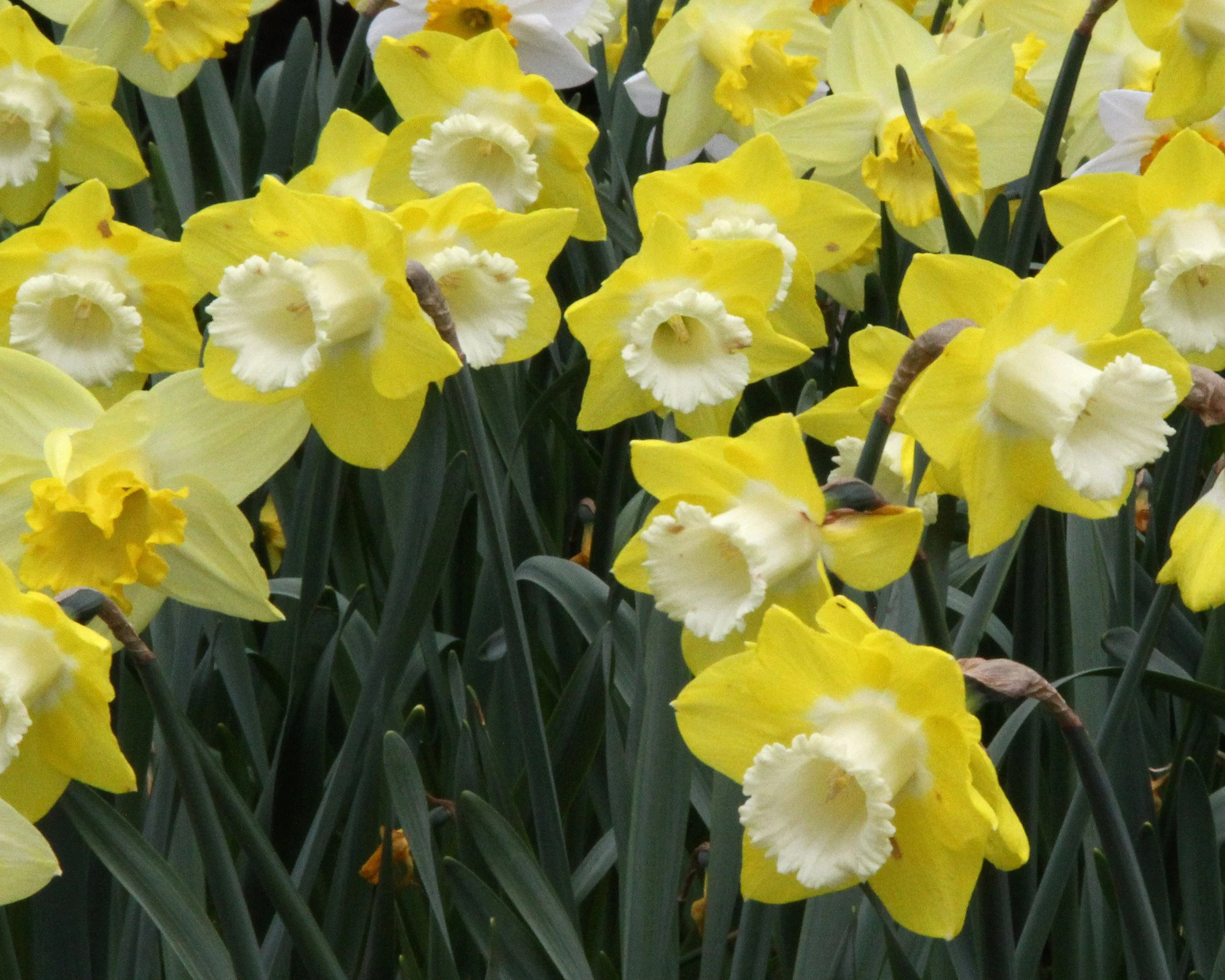 Narcissus 'Avalon' - Image 6