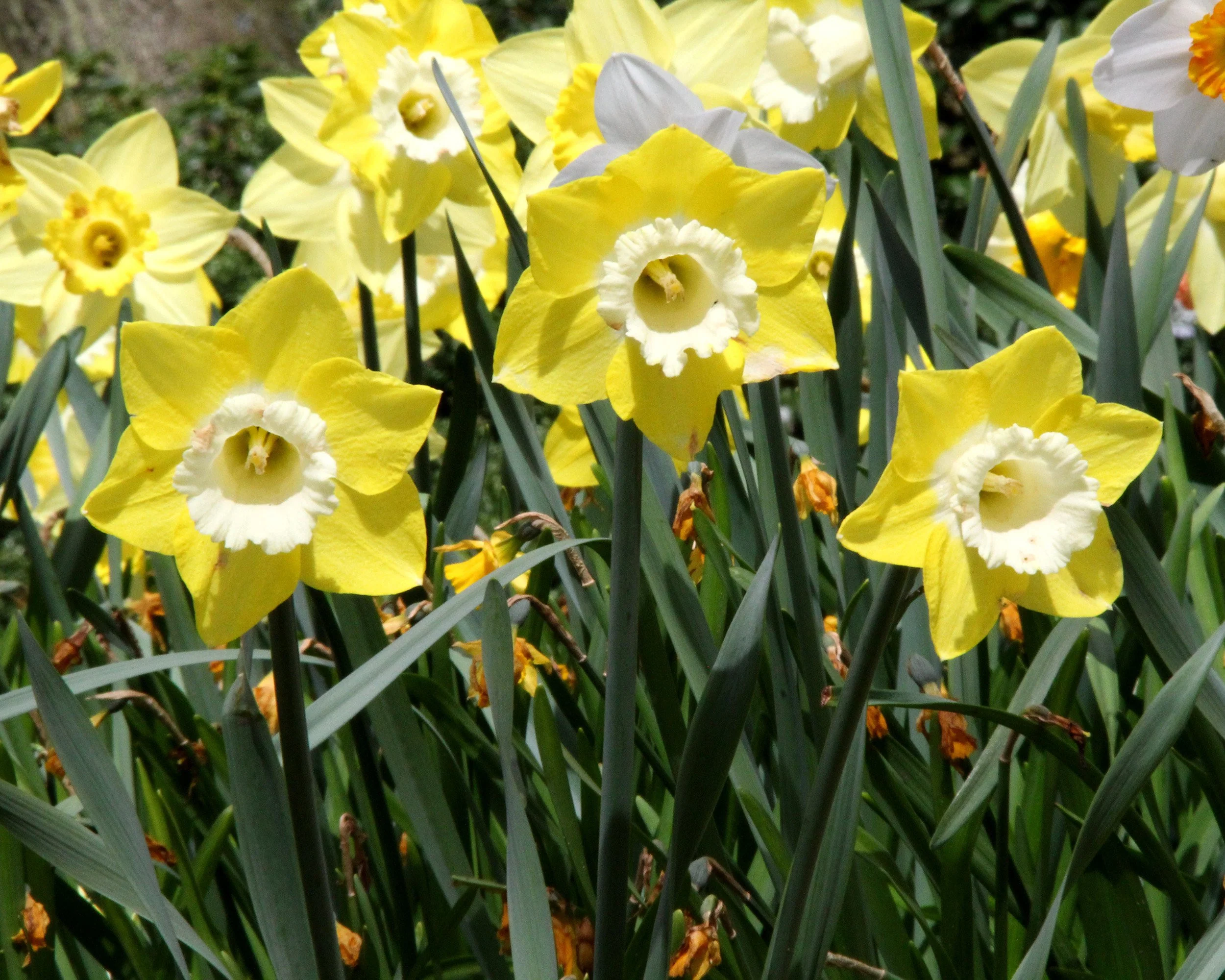 Narcissus 'Avalon' - Image 7