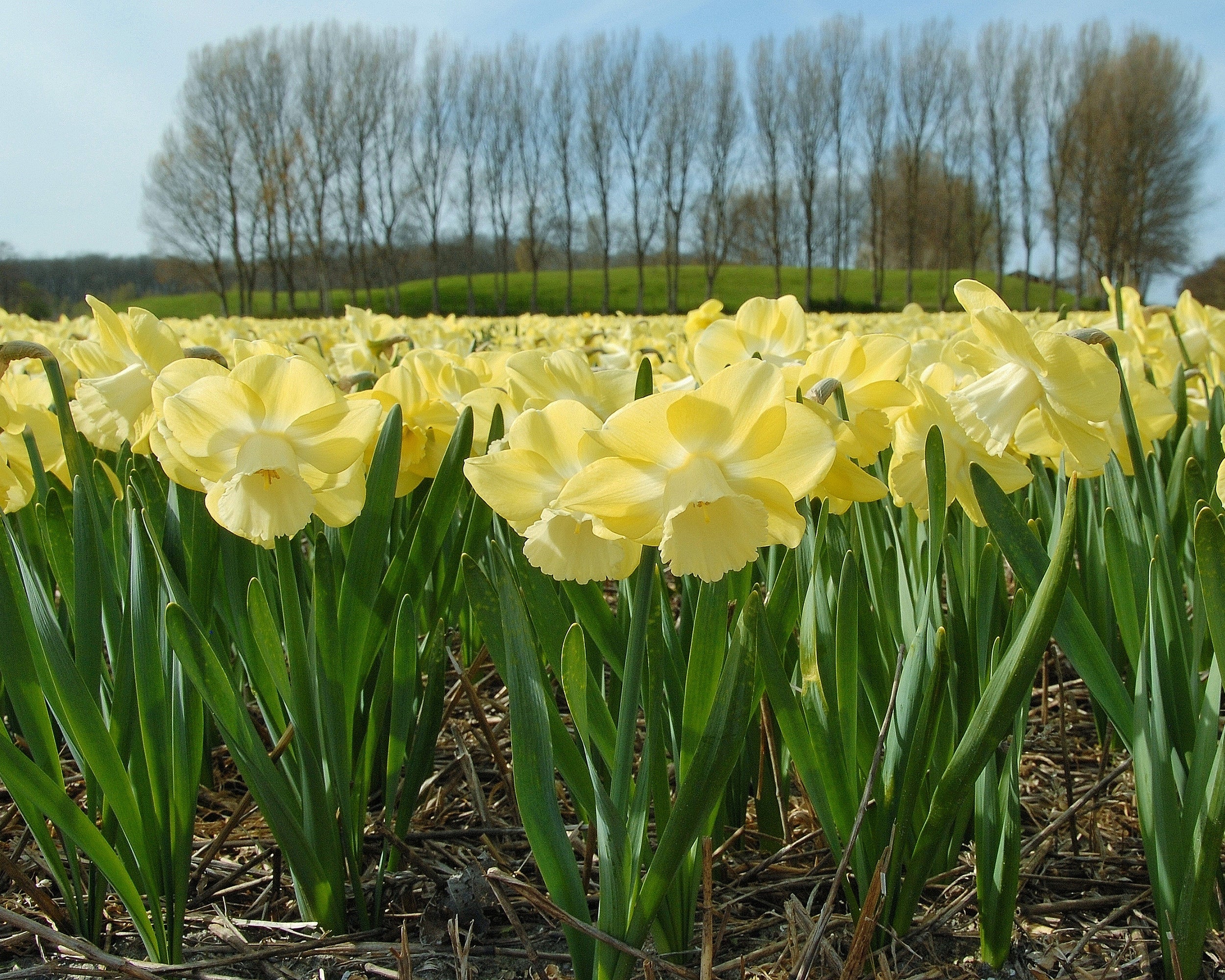 Narcissus 'Avalon' - Image 8