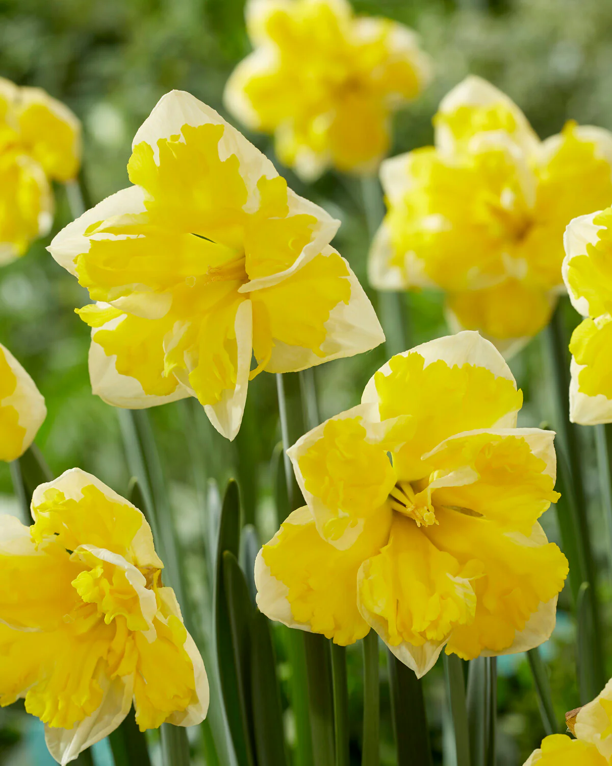 Narcissus 'Banana Splash' - Image 10