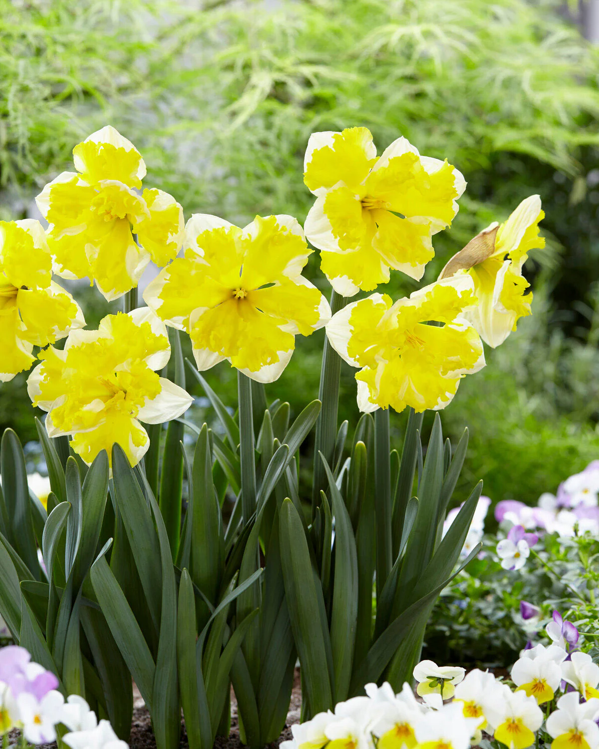 Narcissus 'Banana Splash' - Image 2