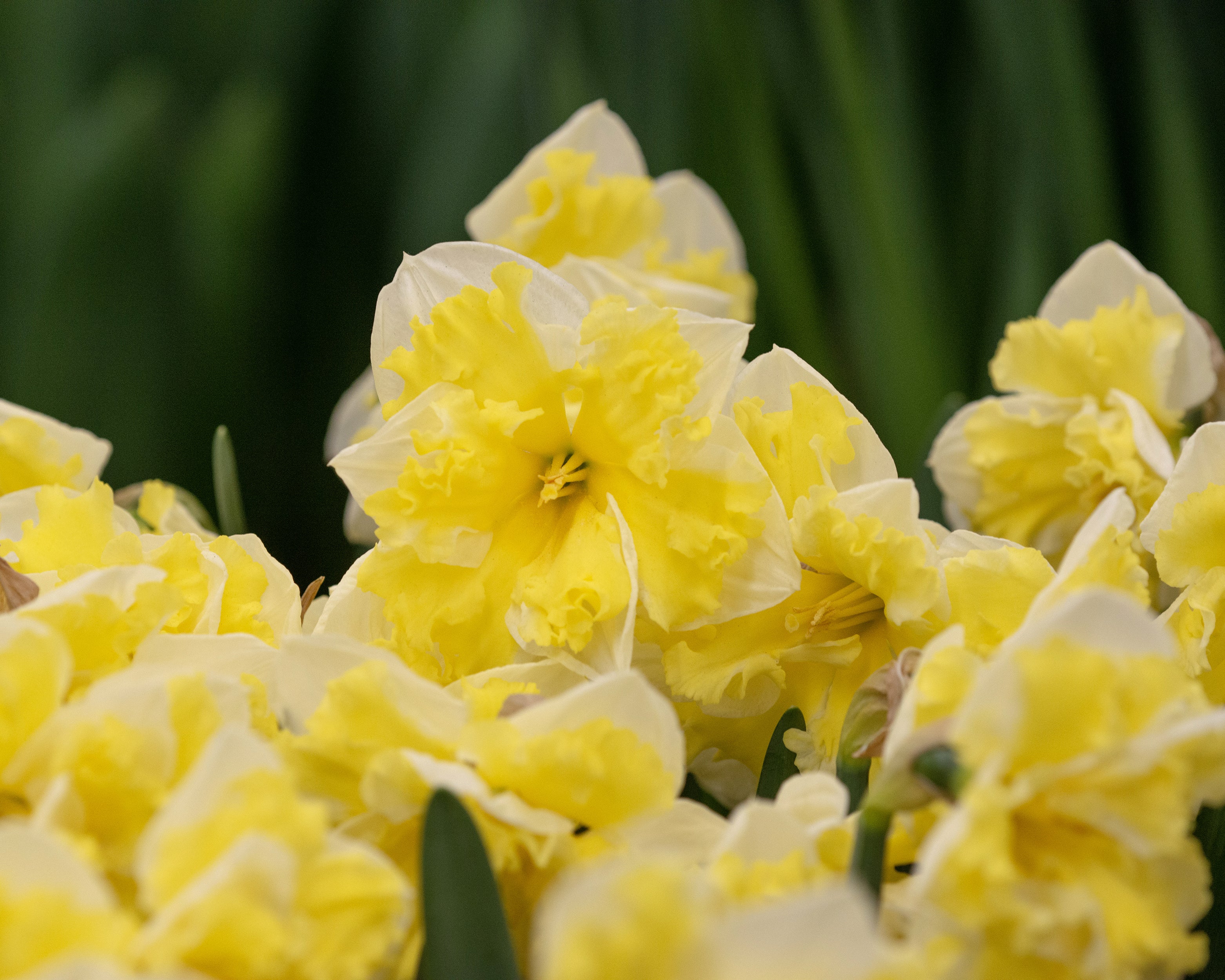 Narcissus 'Banana Splash' - Image 3