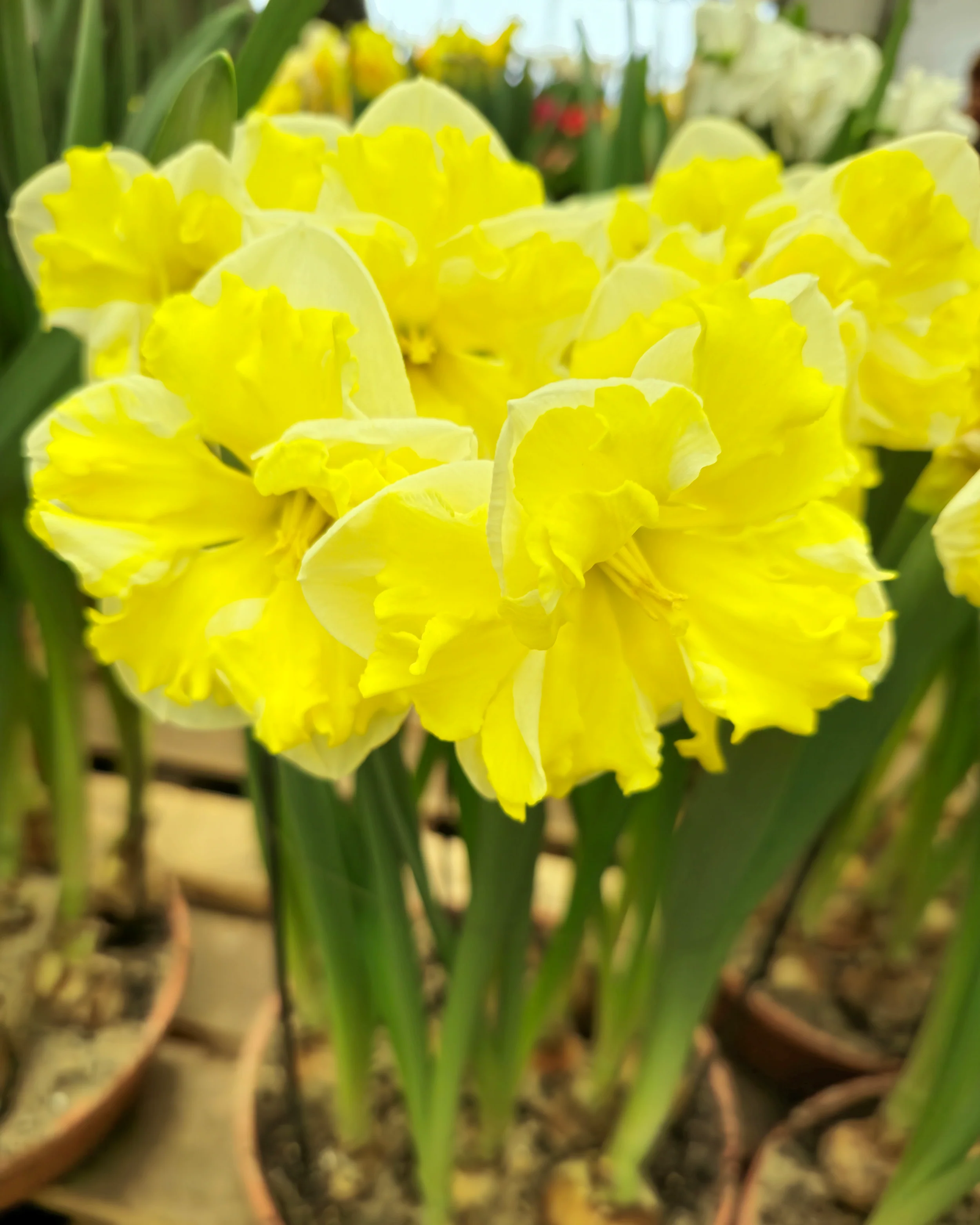 Narcissus 'Banana Splash' - Image 4