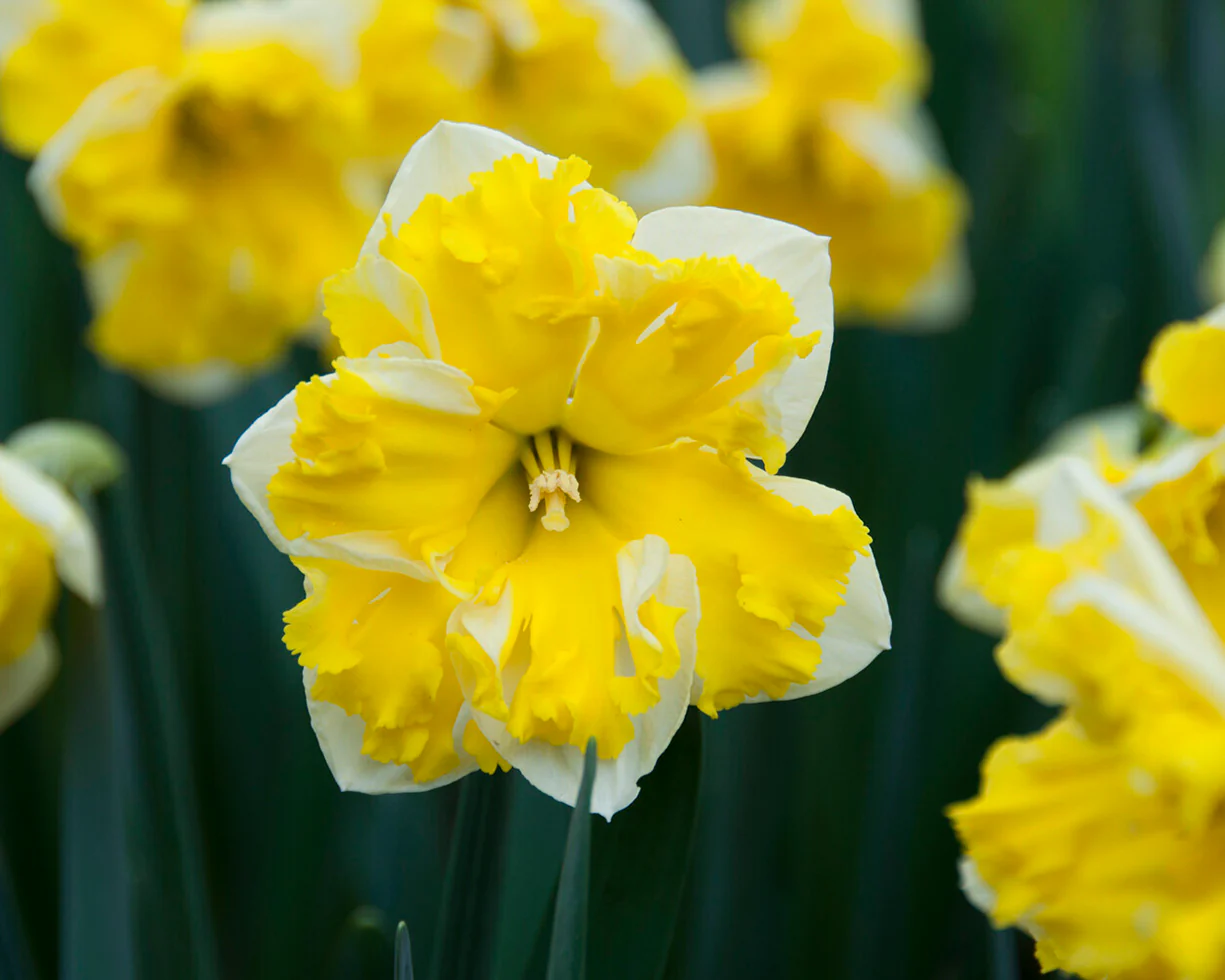 Narcissus 'Banana Splash' - Image 7