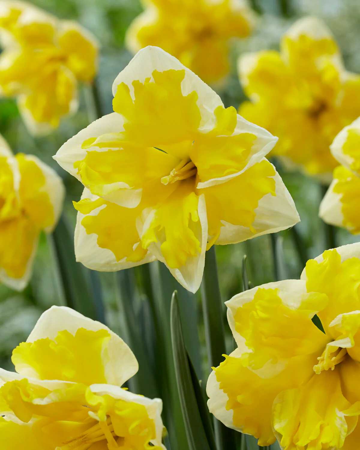 Narcissus 'Banana Splash' - Image 8