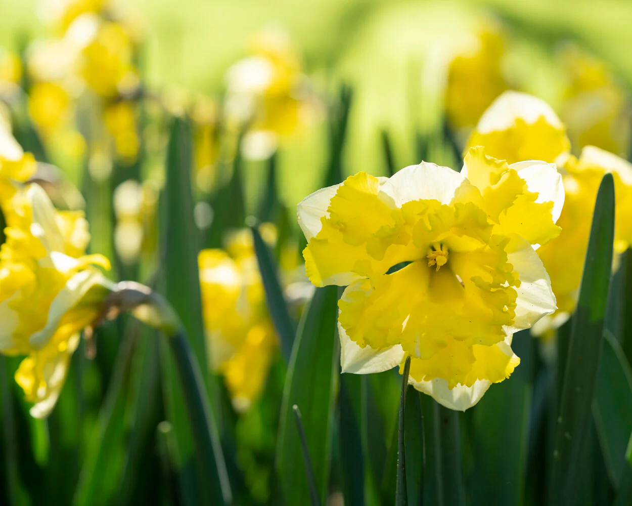 Narcissus 'Banana Splash' - Image 9