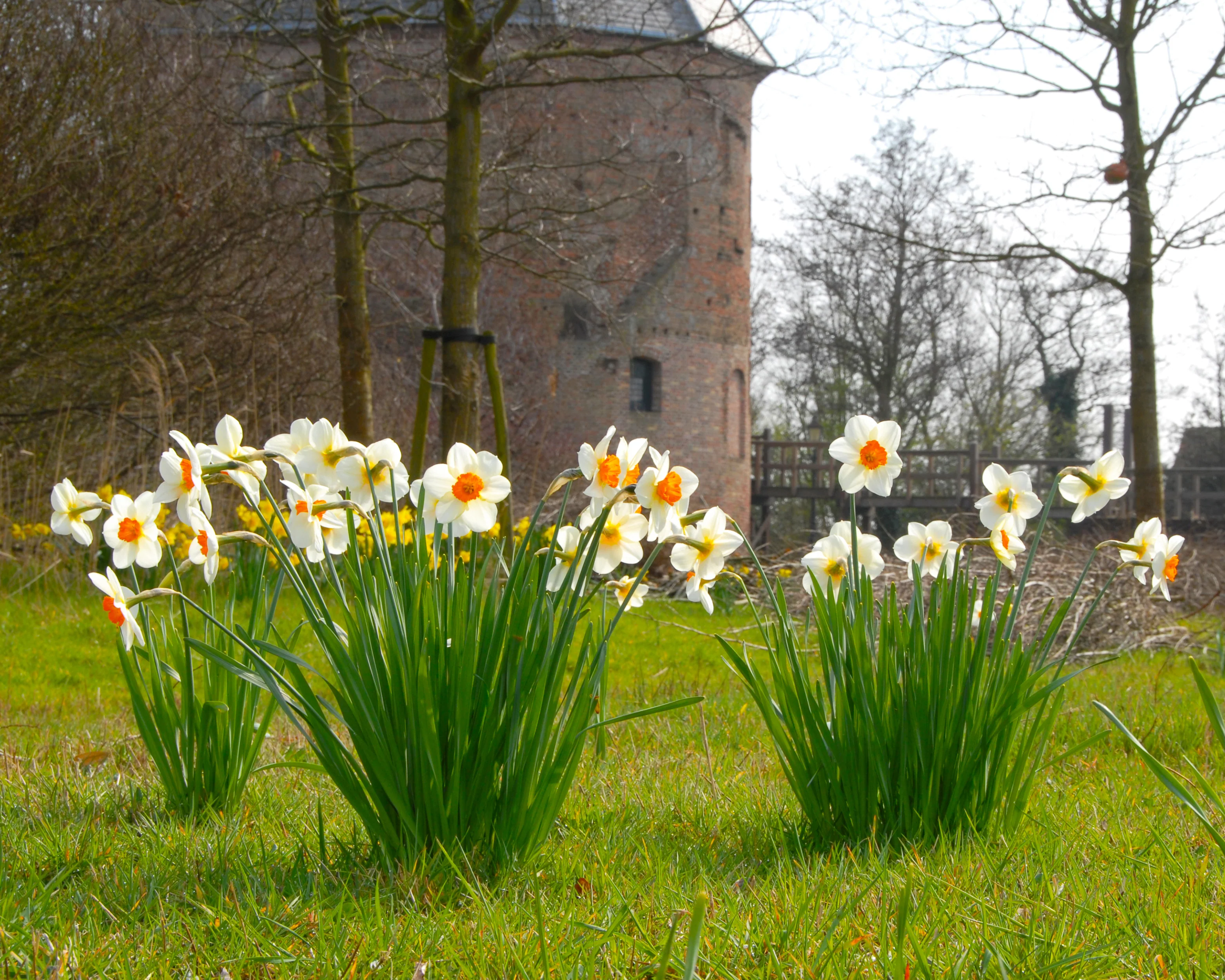 Narcissus 'Barrett Browning' - Image 10