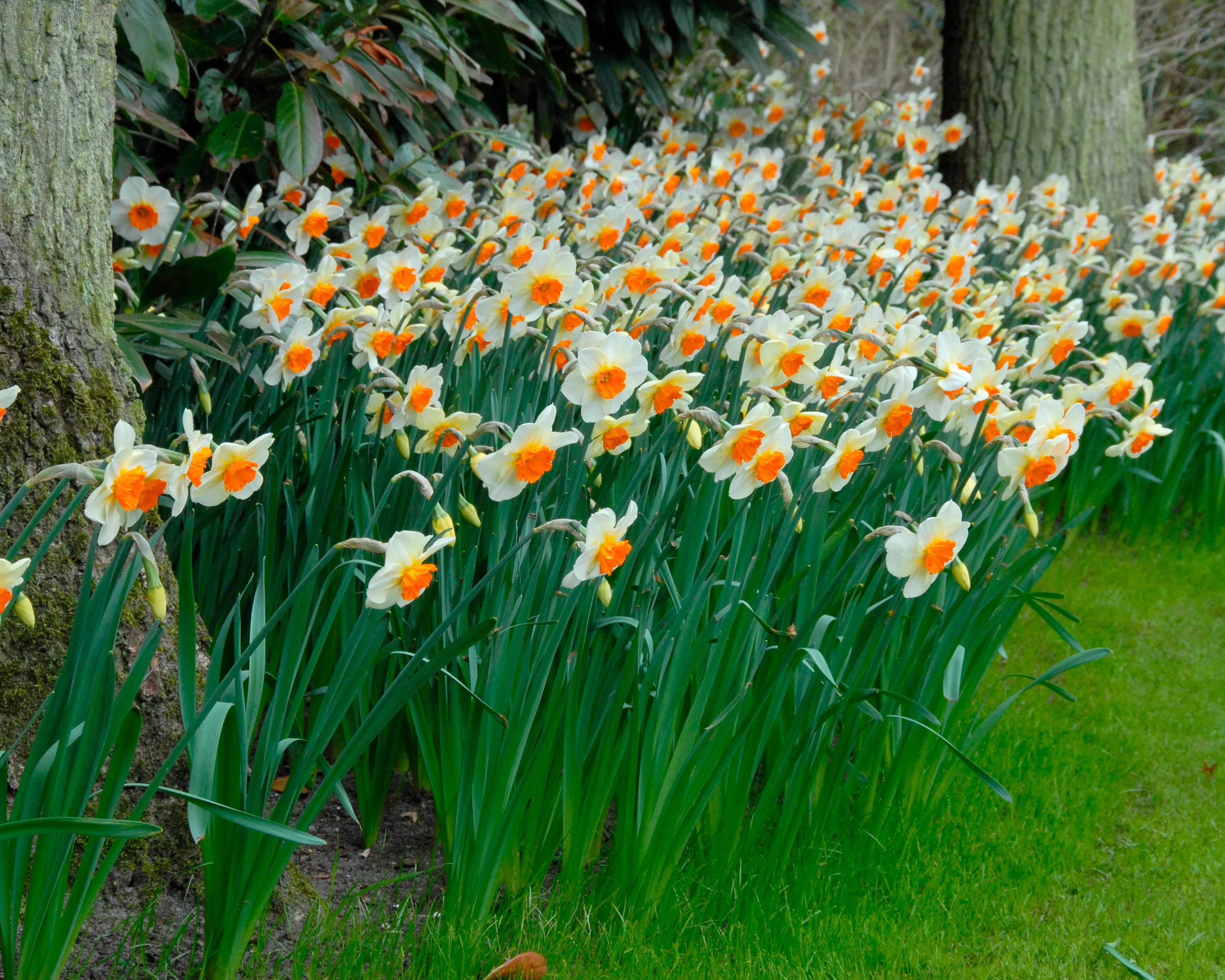 Narcissus 'Barrett Browning' - Image 12
