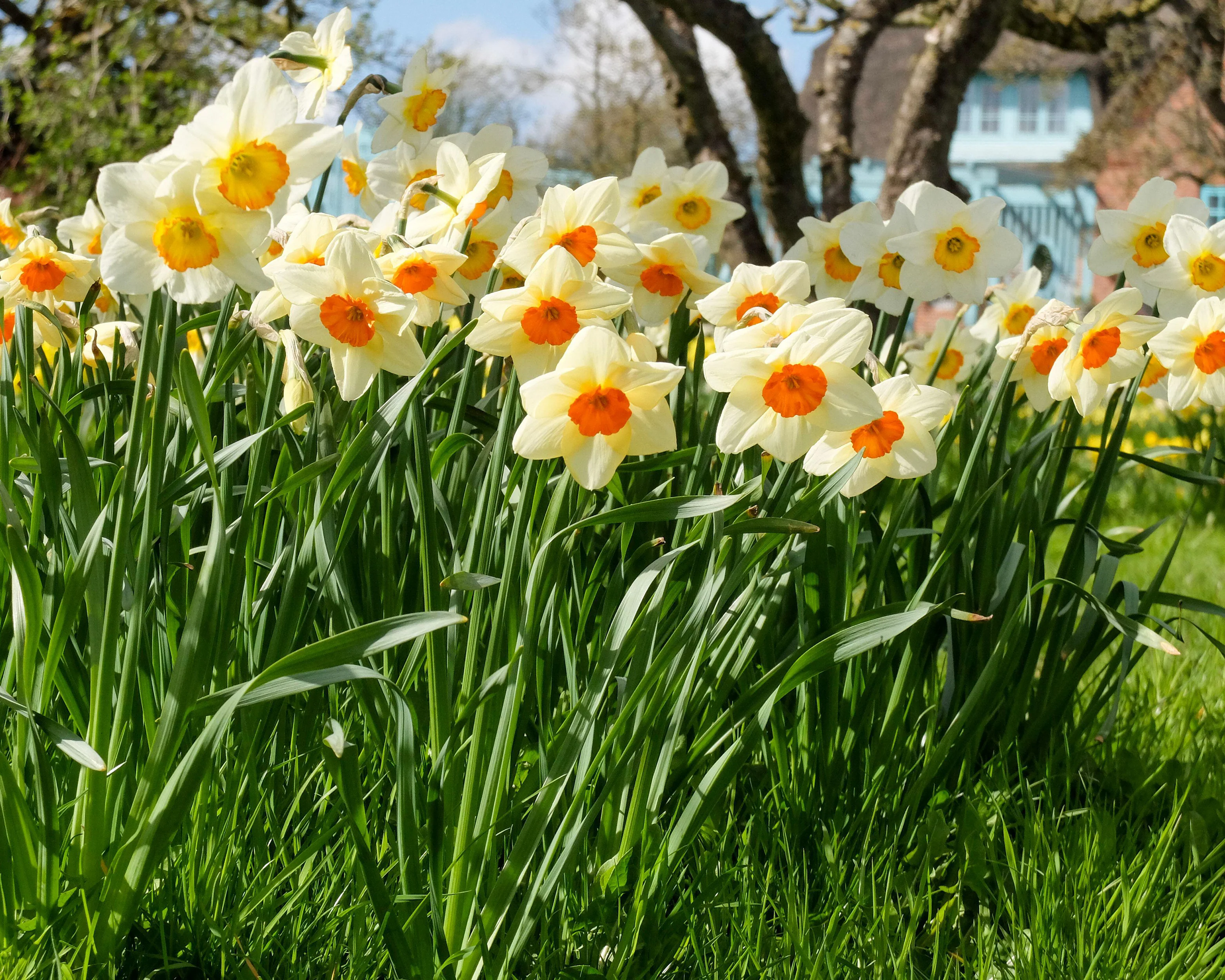 Narcissus 'Barrett Browning' - Image 13