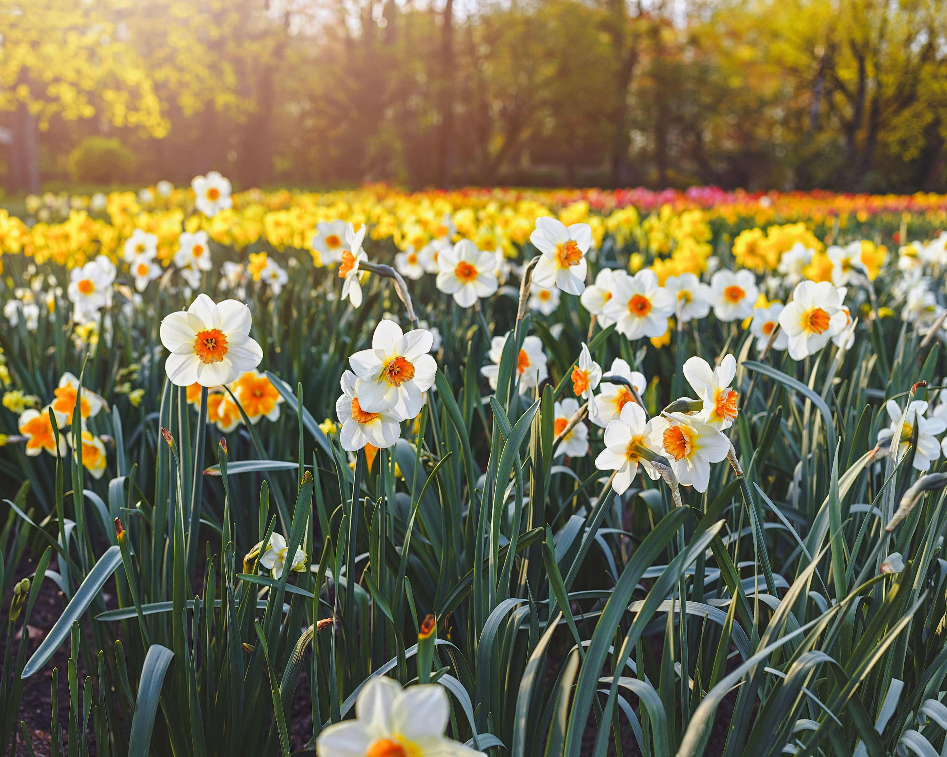 Narcissus 'Barrett Browning' - Image 14