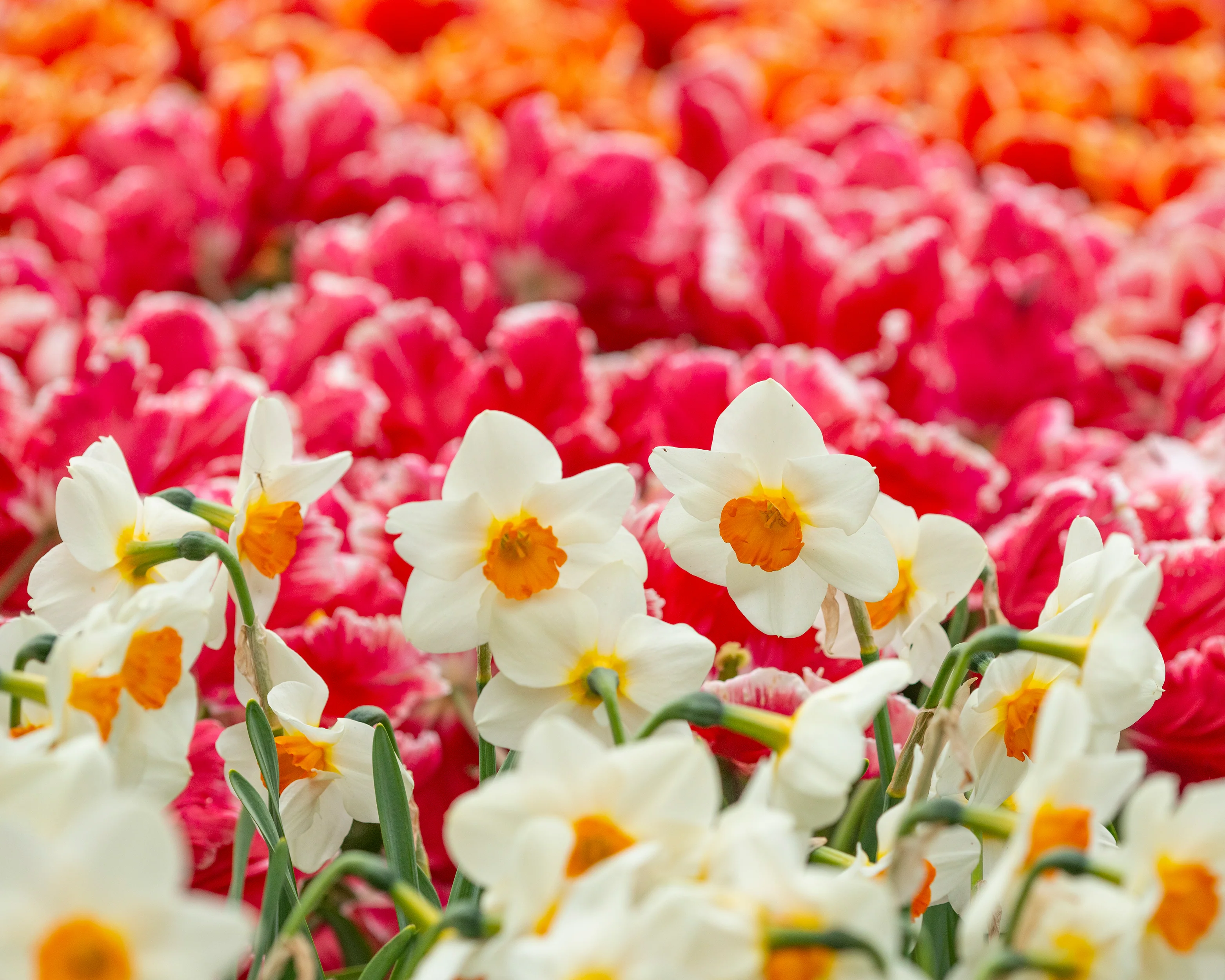Narcissus 'Barrett Browning' - Image 6
