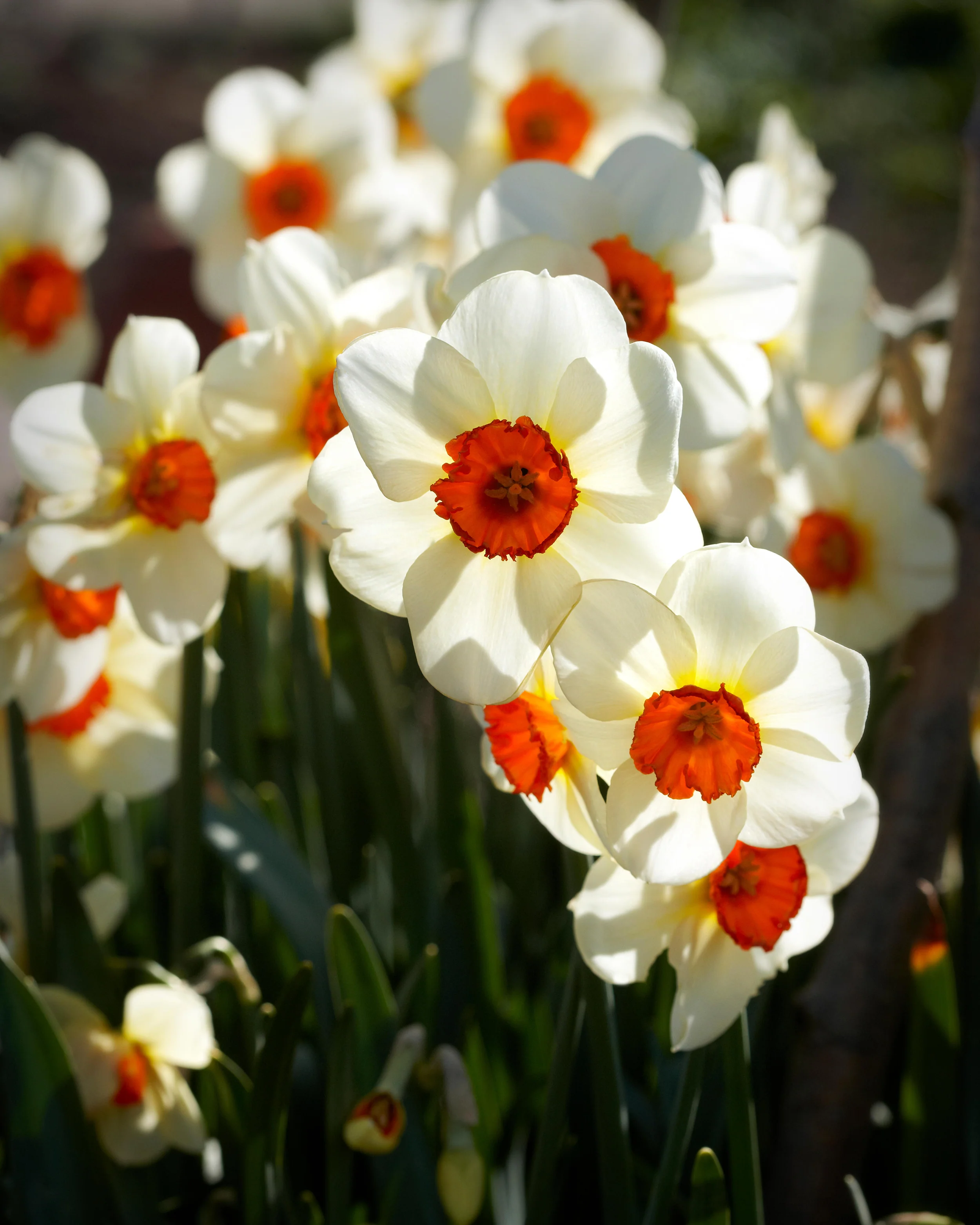Narcissus 'Barrett Browning' - Image 7