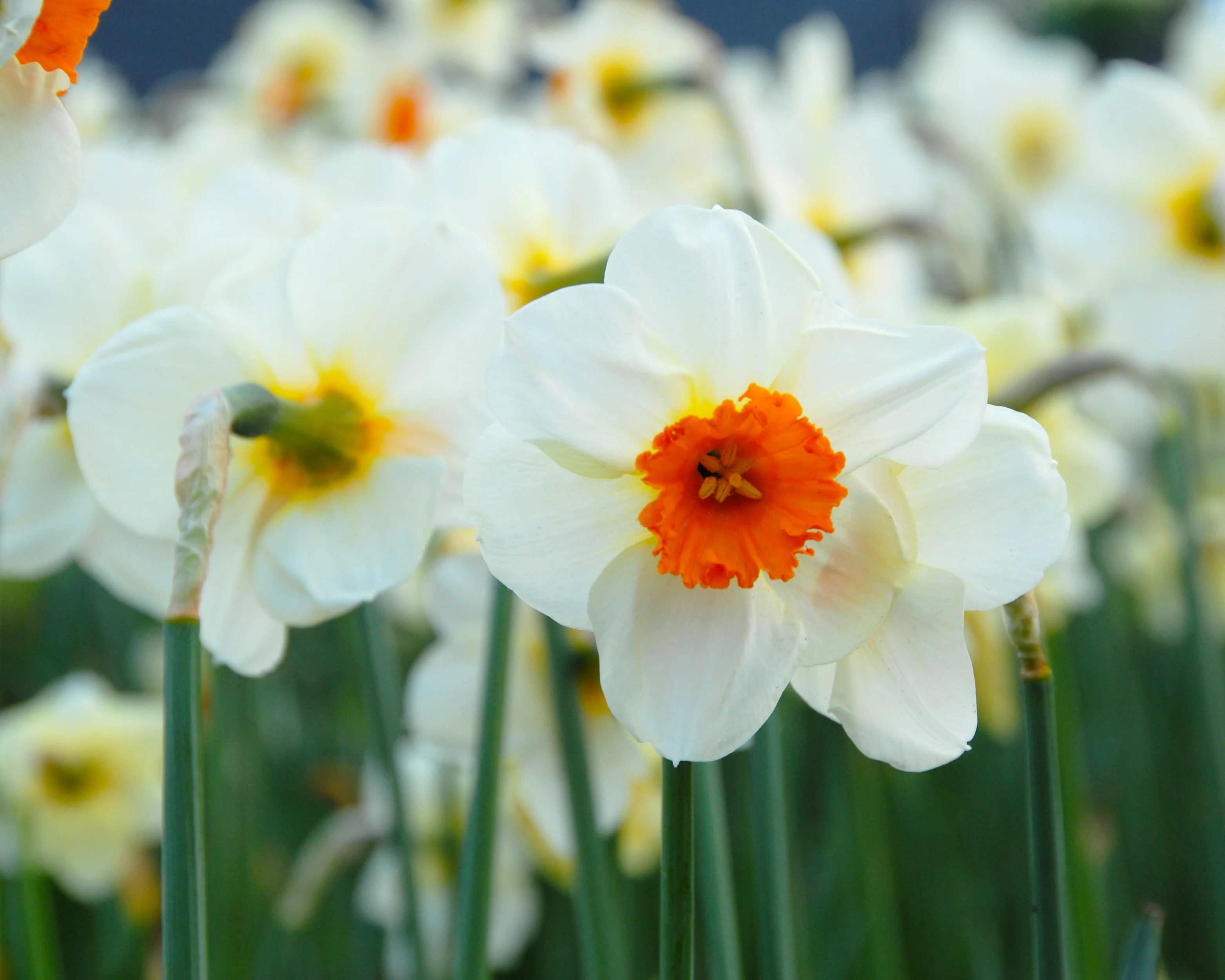 Narcissus 'Barrett Browning' - Image 9