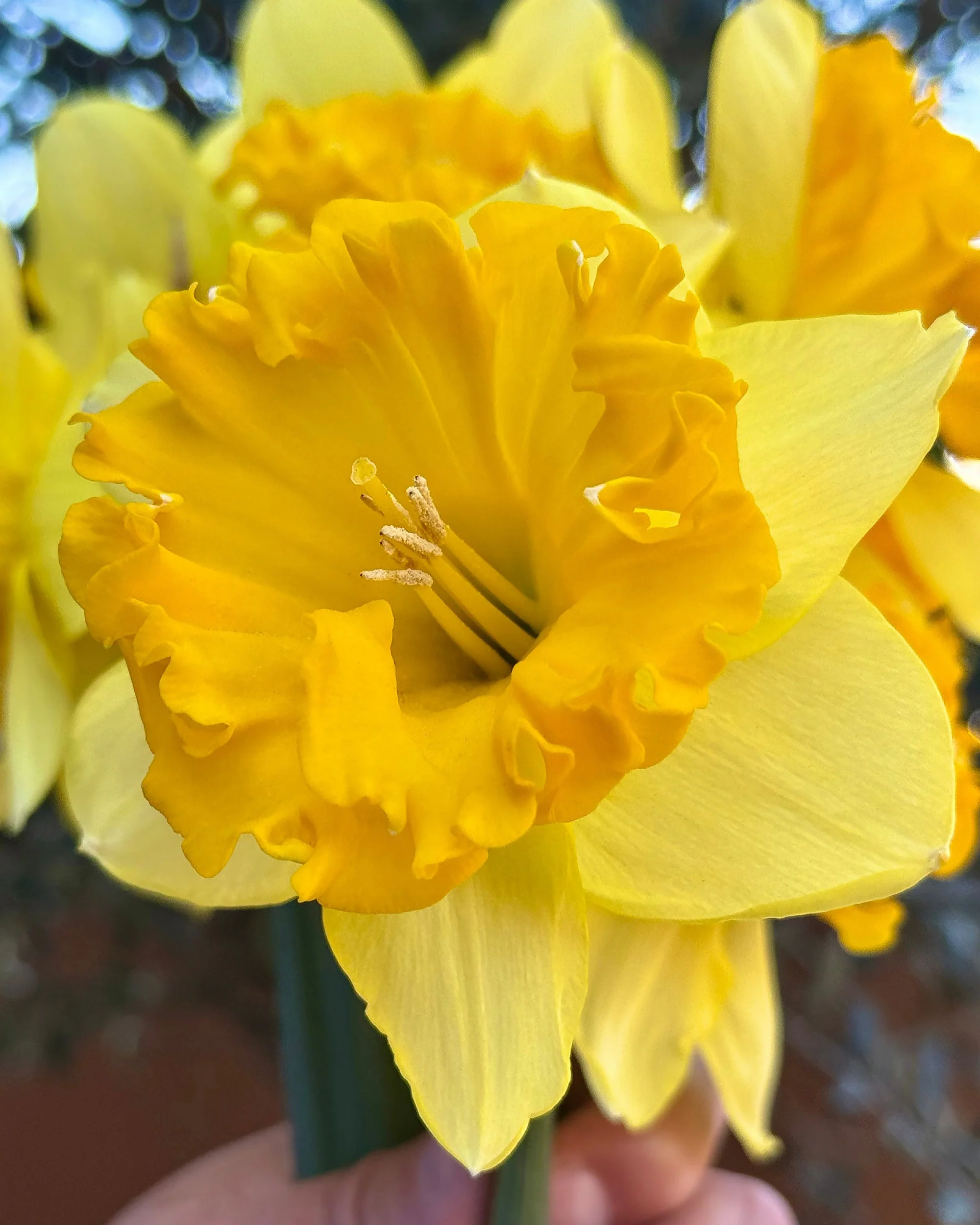 Narcissus 'Bea Wolf' - Image 2