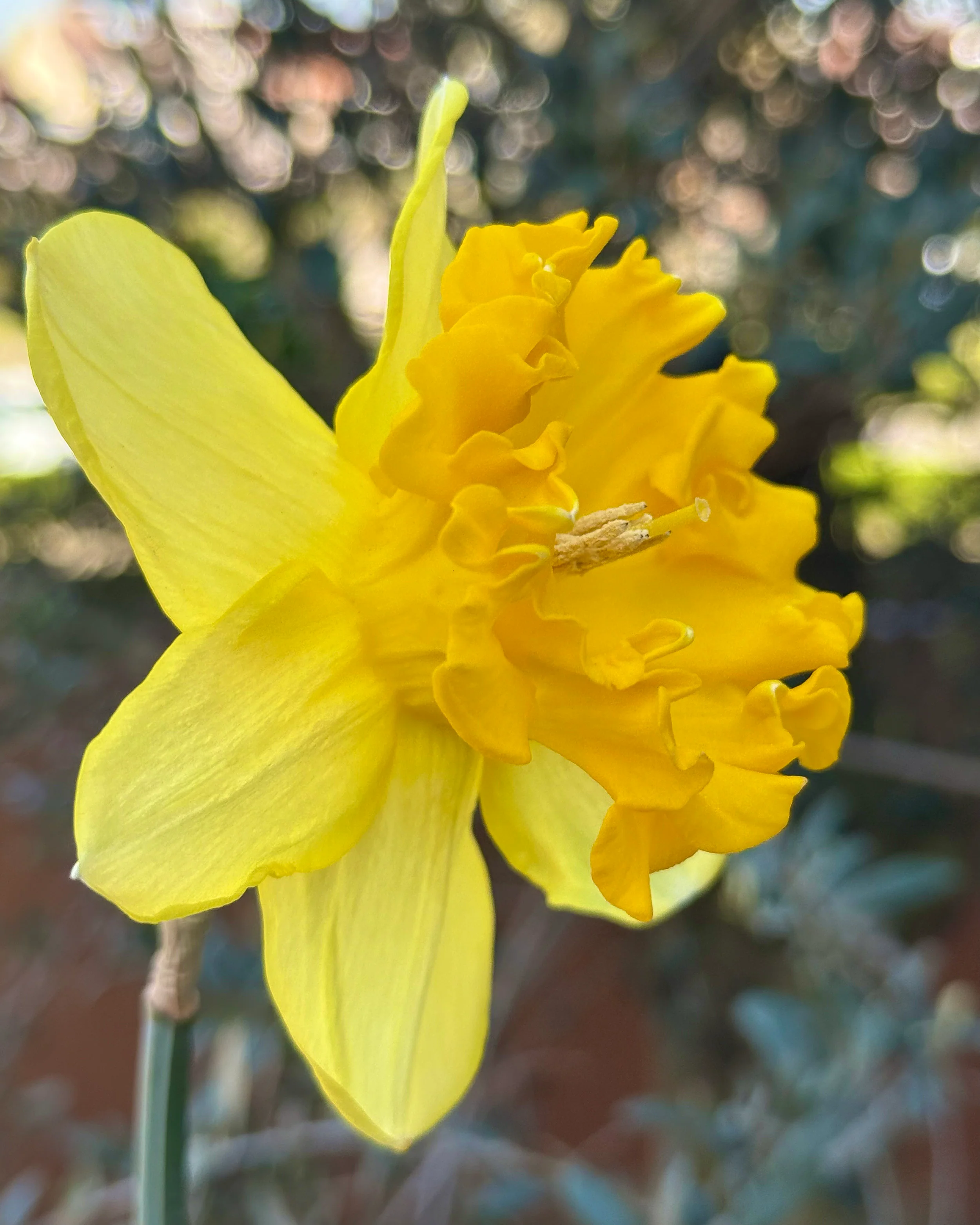 Narcissus 'Bea Wolf' - Image 5
