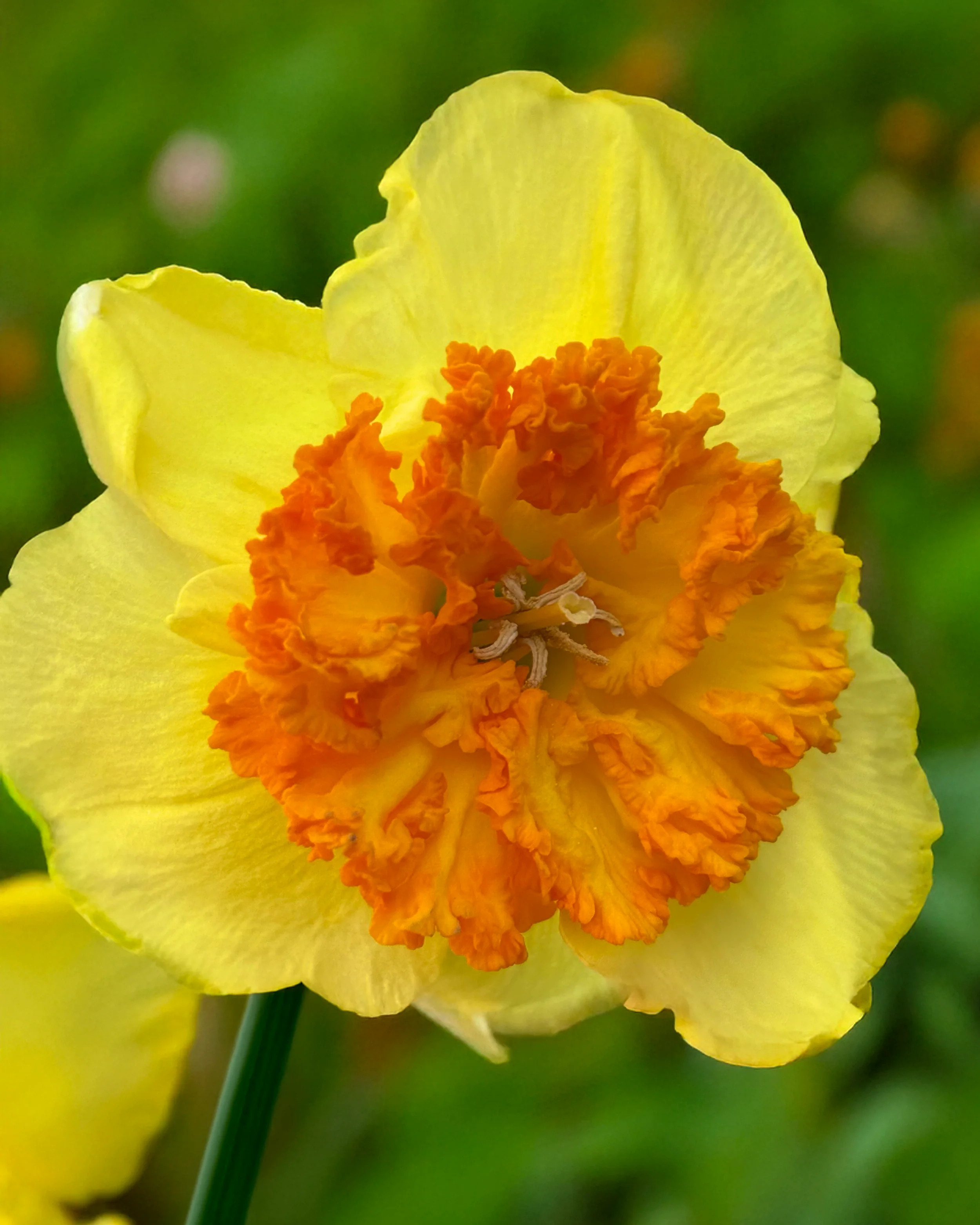 Narcissus 'Berlin' - Image 2
