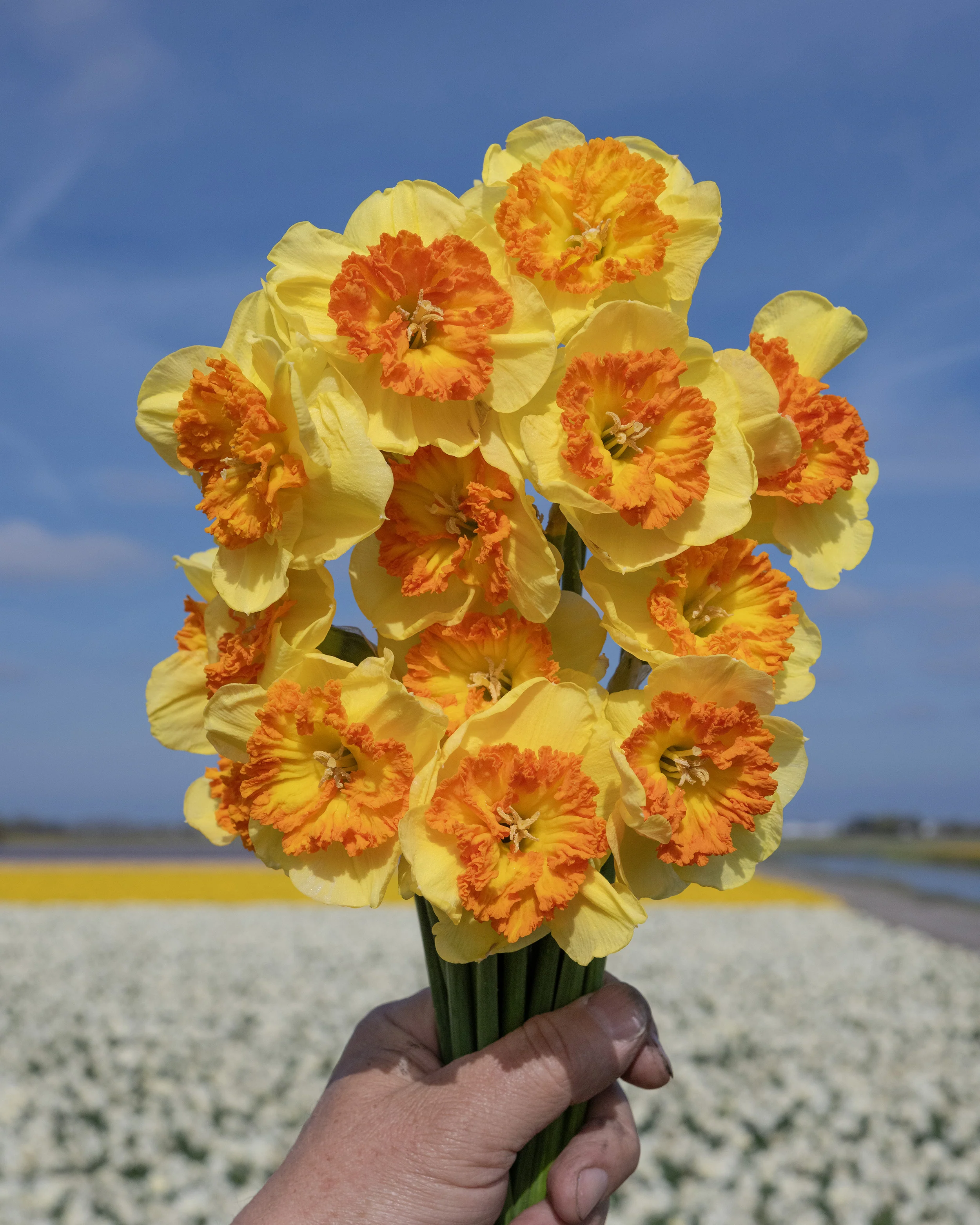 Narcissus 'Berlin' - Image 3