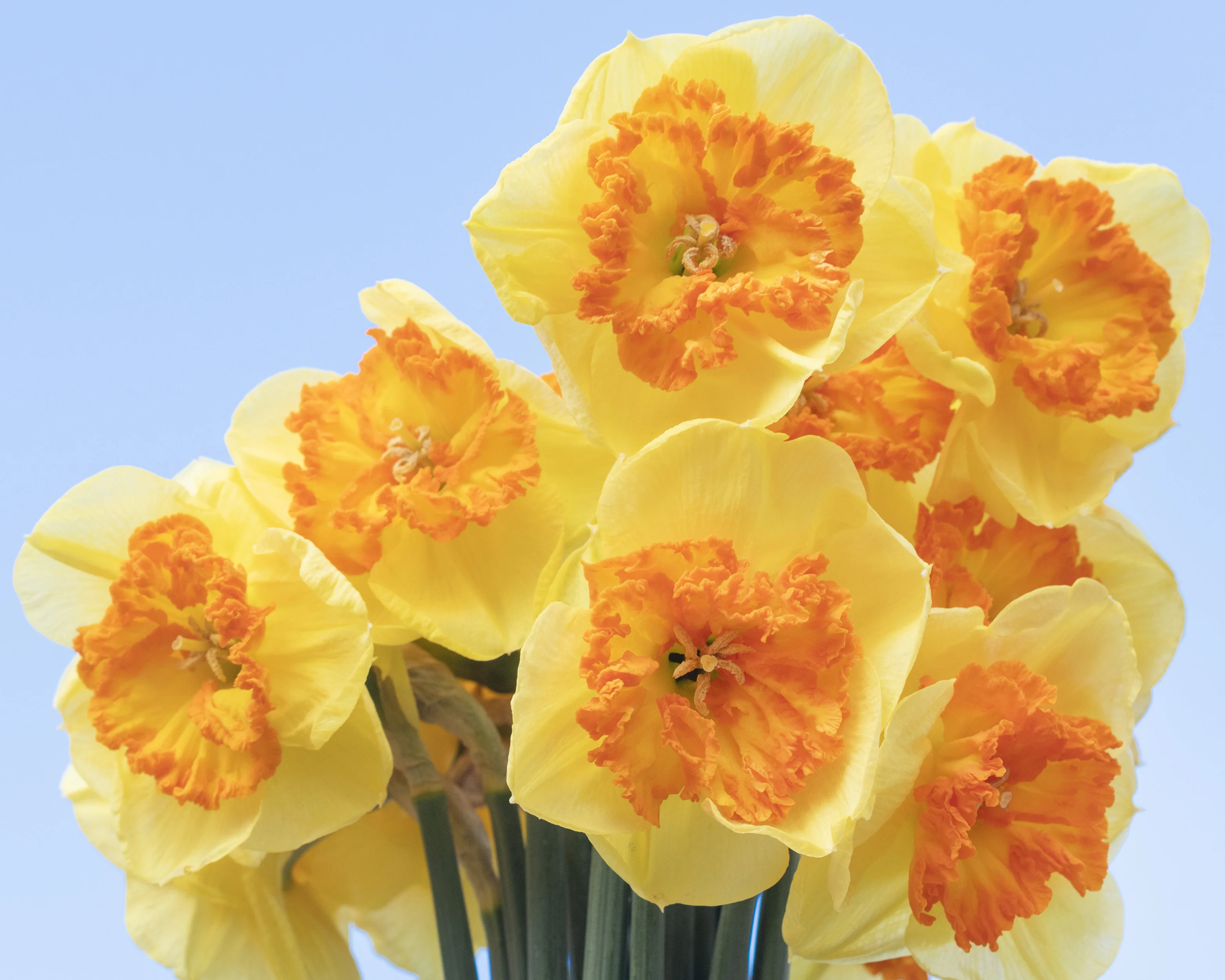 Narcissus 'Berlin' - Image 5