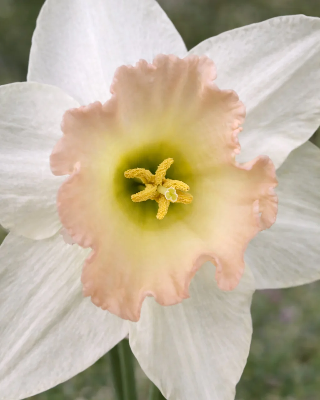 Narcissus 'Blushing Belle' - Image 3