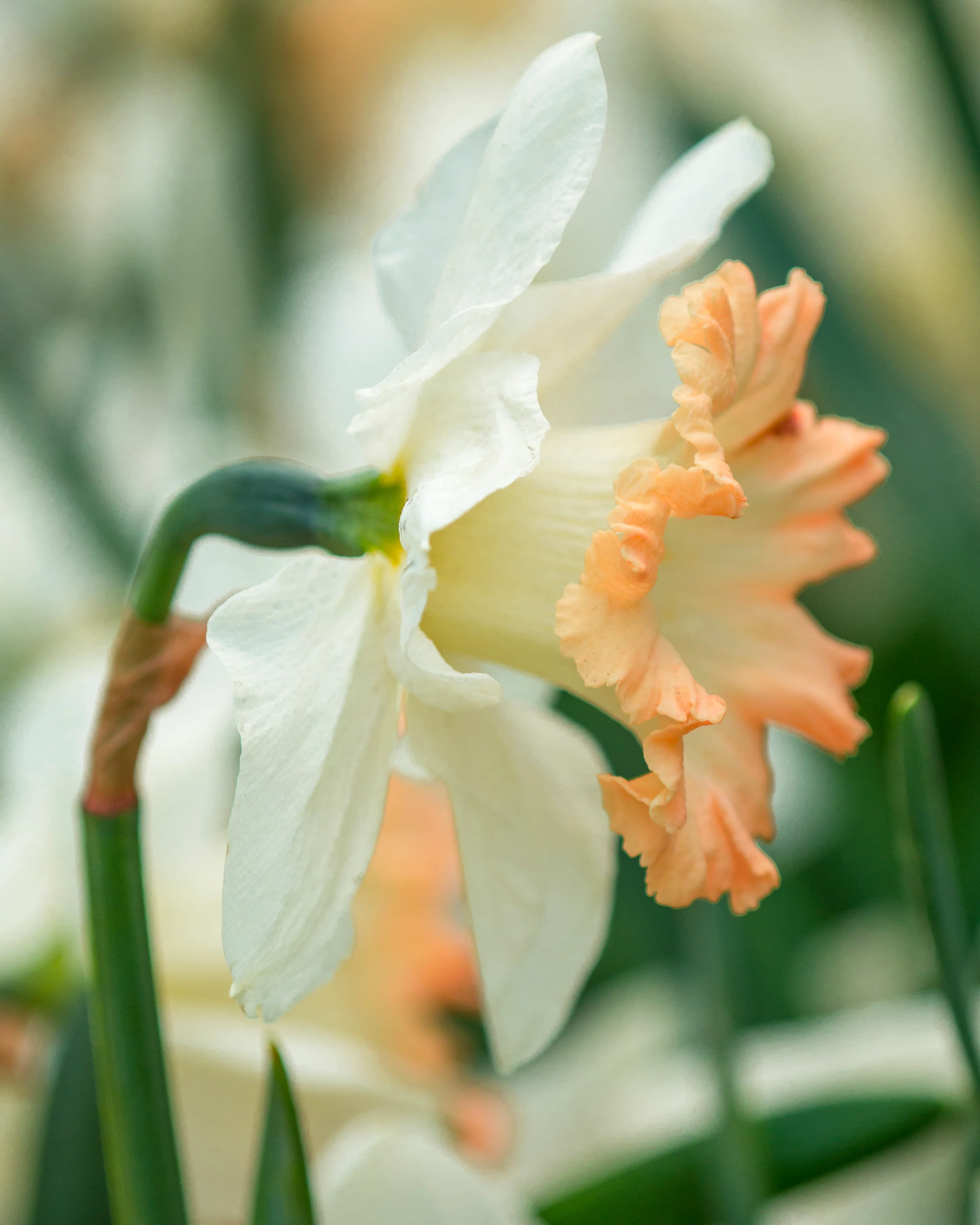 Narcissus 'British Gamble' - Image 6