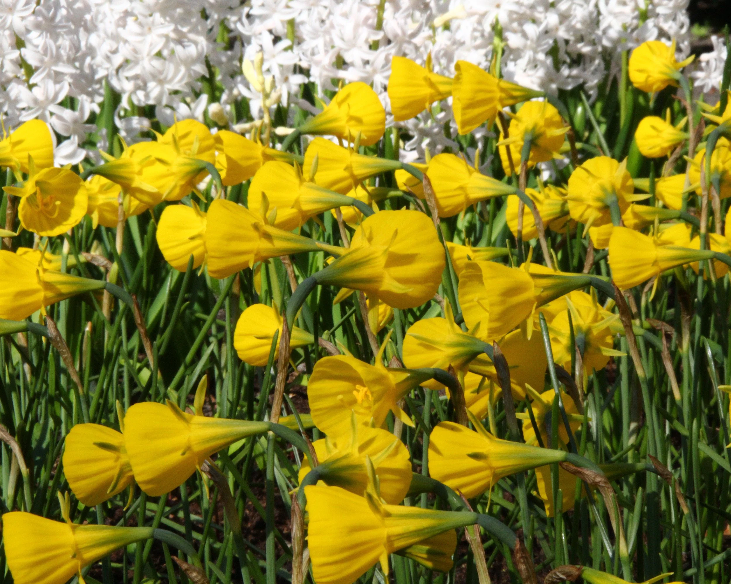 Narcissus 'Golden Bells' - Image 10