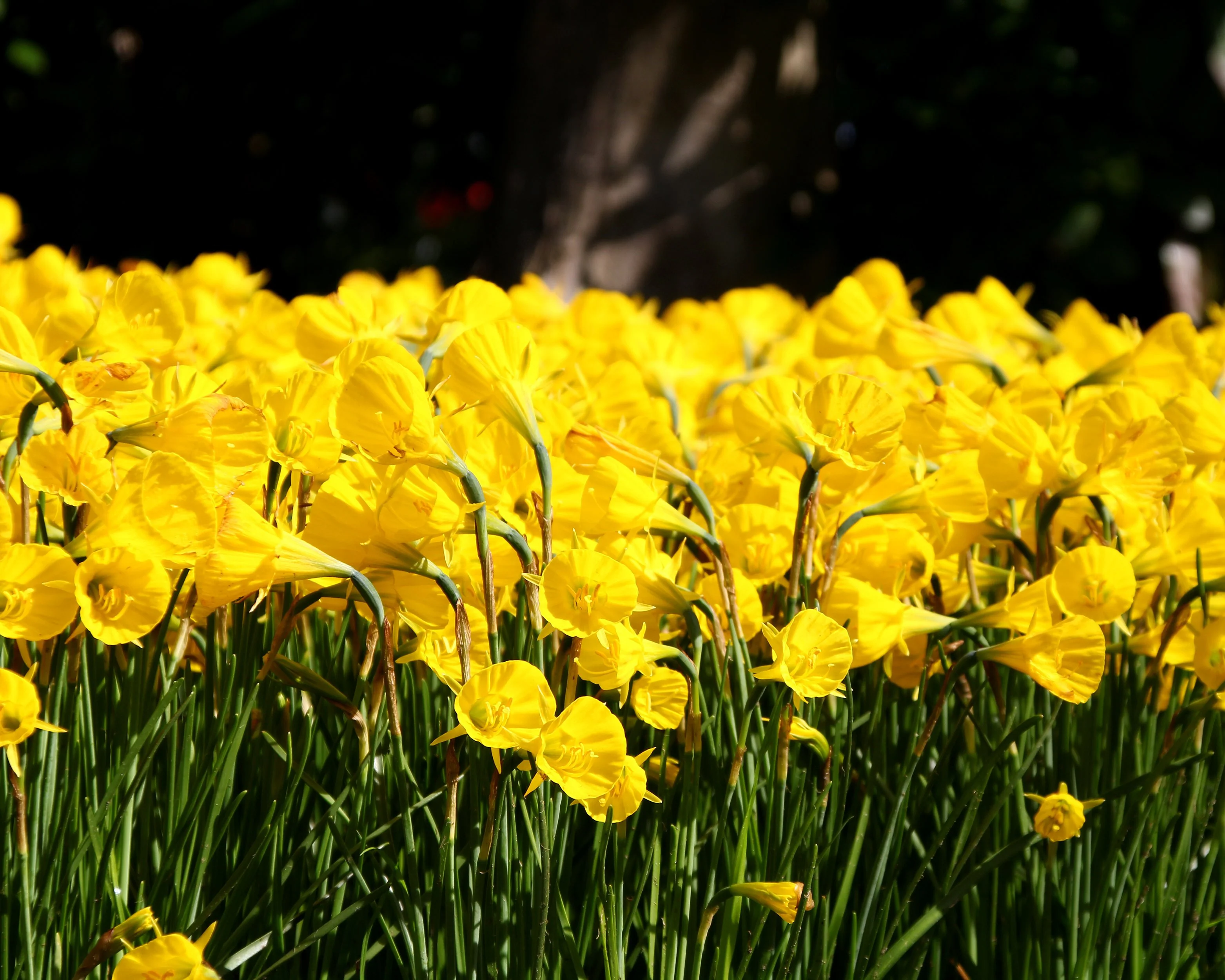 Narcissus 'Golden Bells' - Image 11