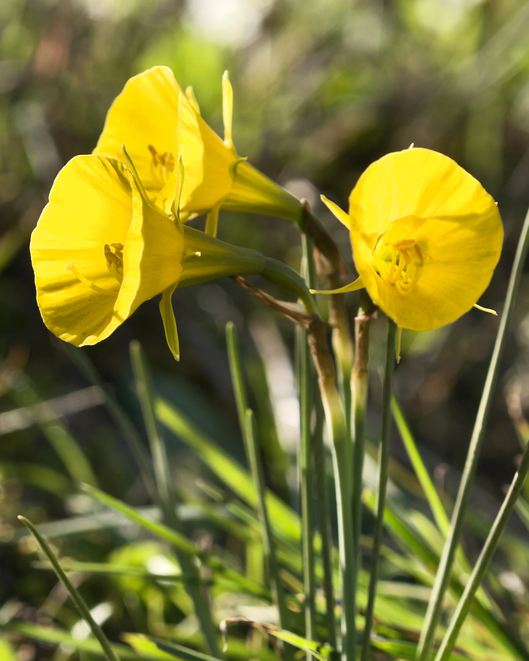 Narcissus 'Golden Bells' - Image 3