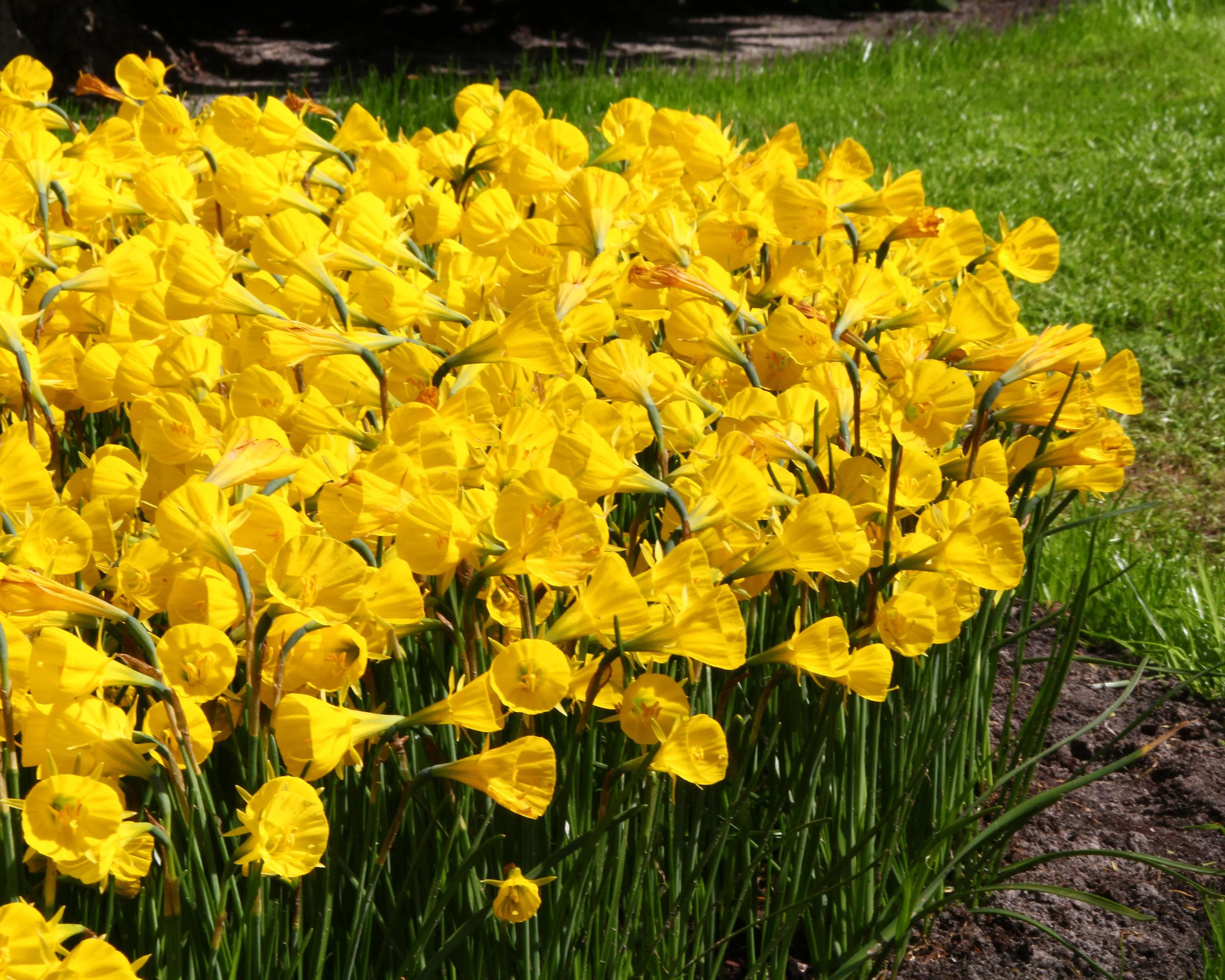 Narcissus 'Golden Bells' - Image 4