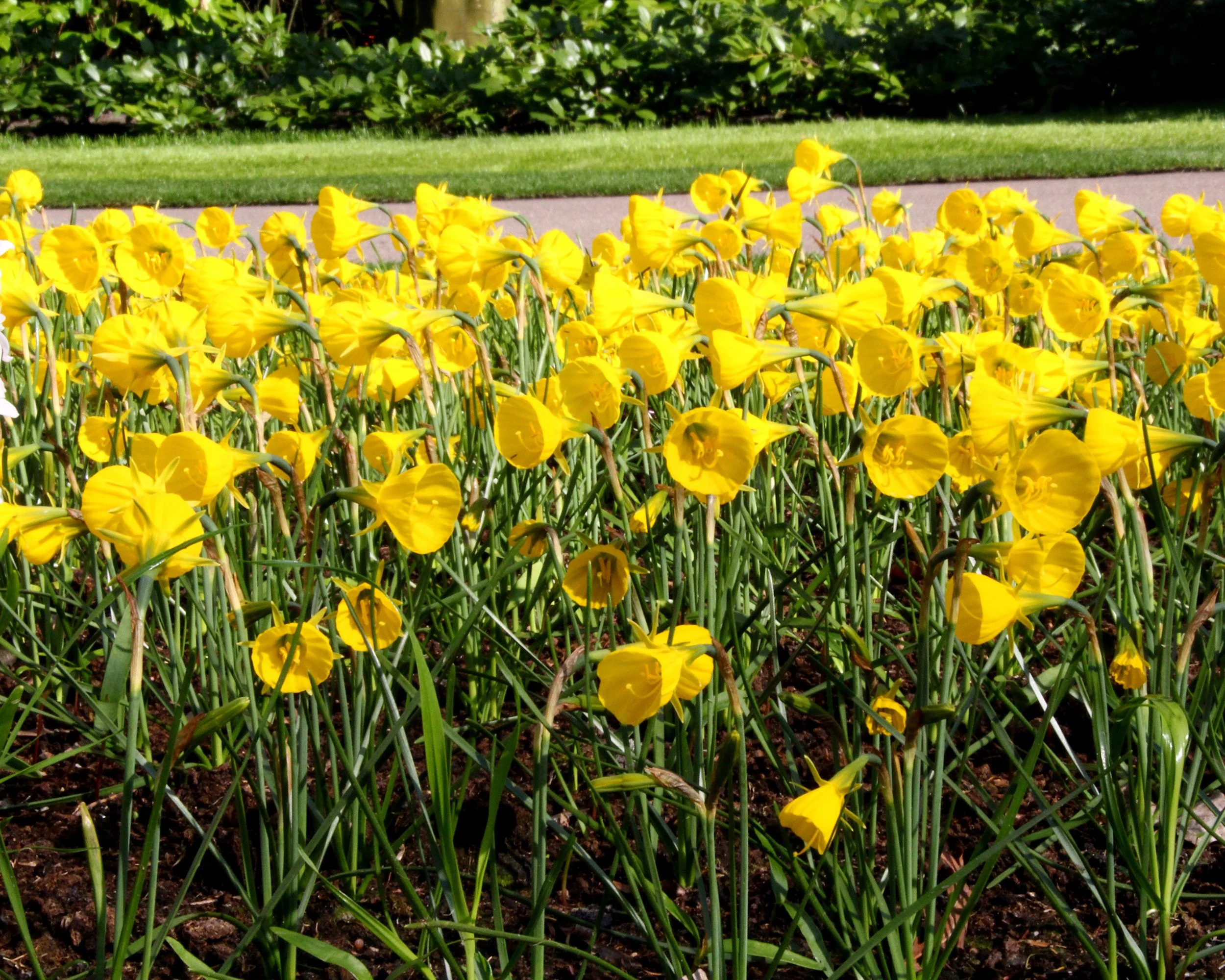 Narcissus 'Golden Bells' - Image 9