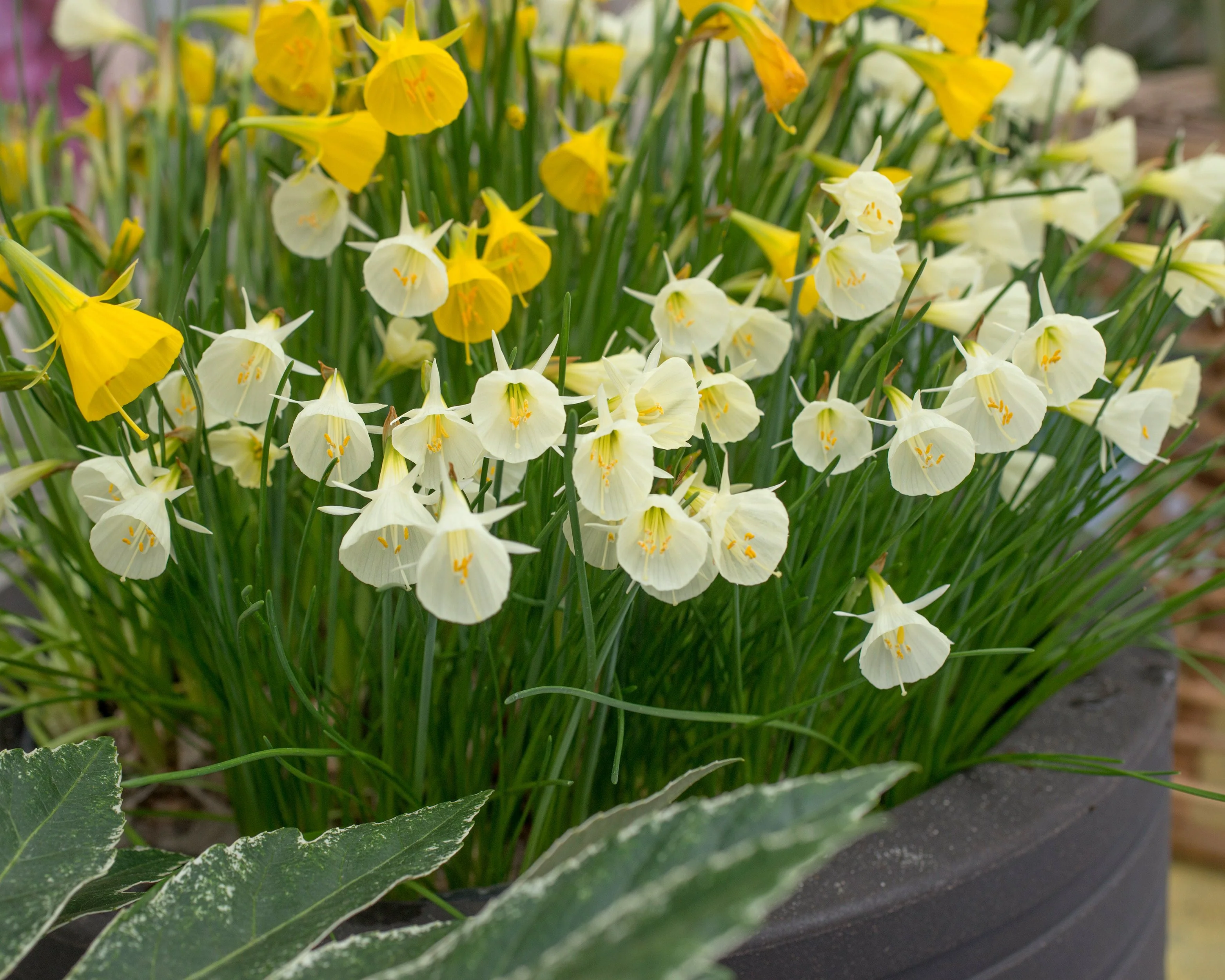 Narcissus 'Spoirot' - Image 3
