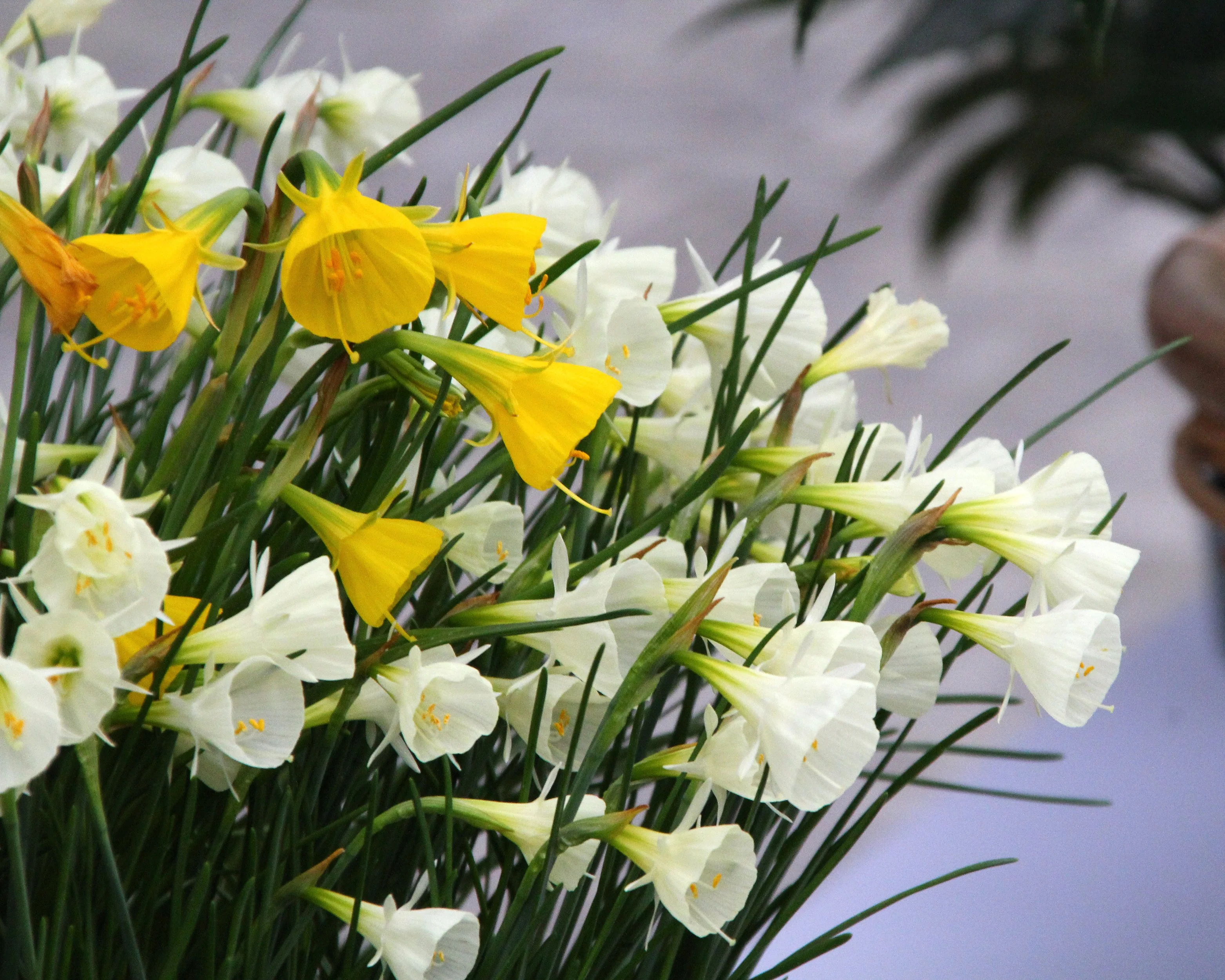 Narcissus 'Spoirot' - Image 4