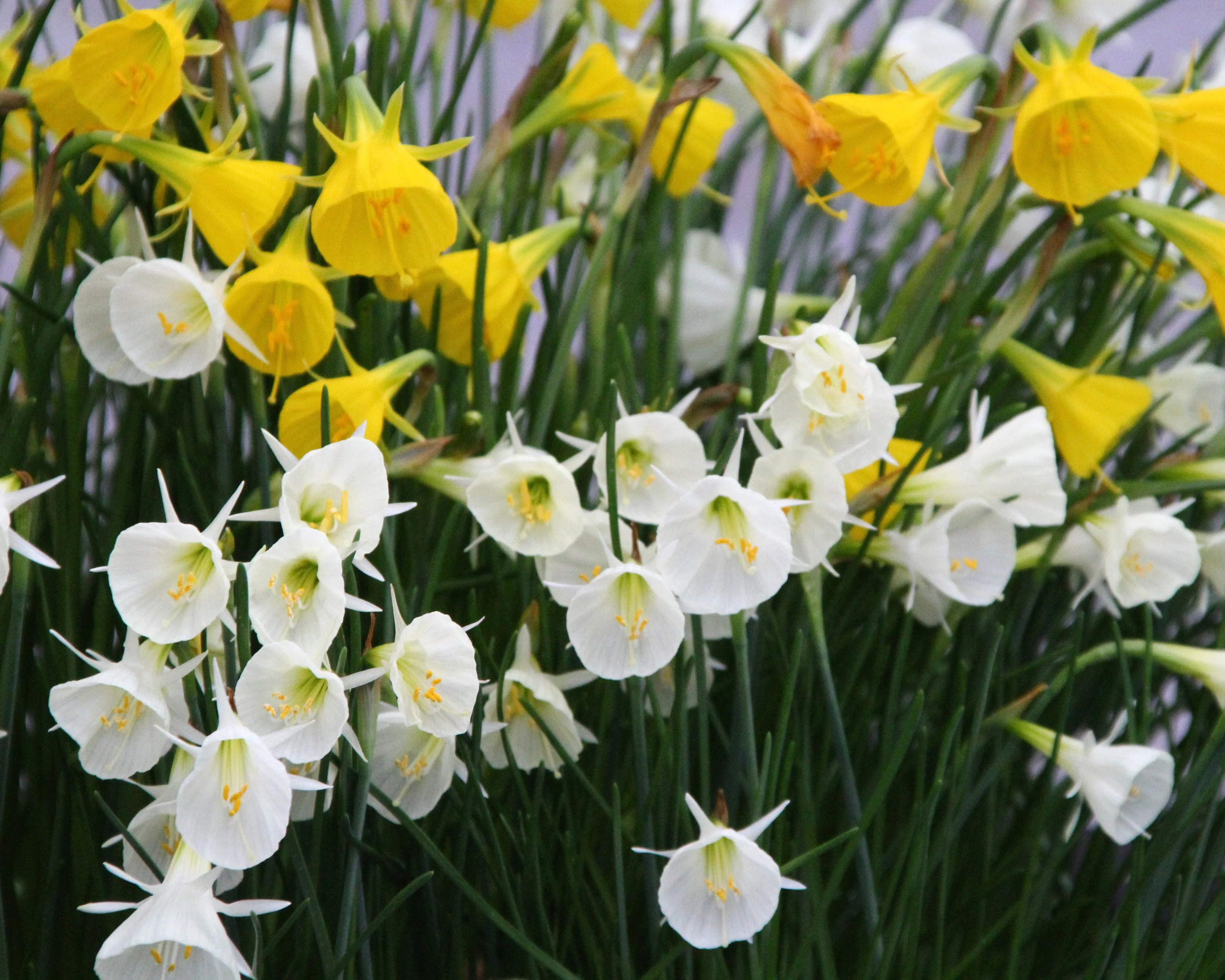 Narcissus 'Spoirot' - Image 7