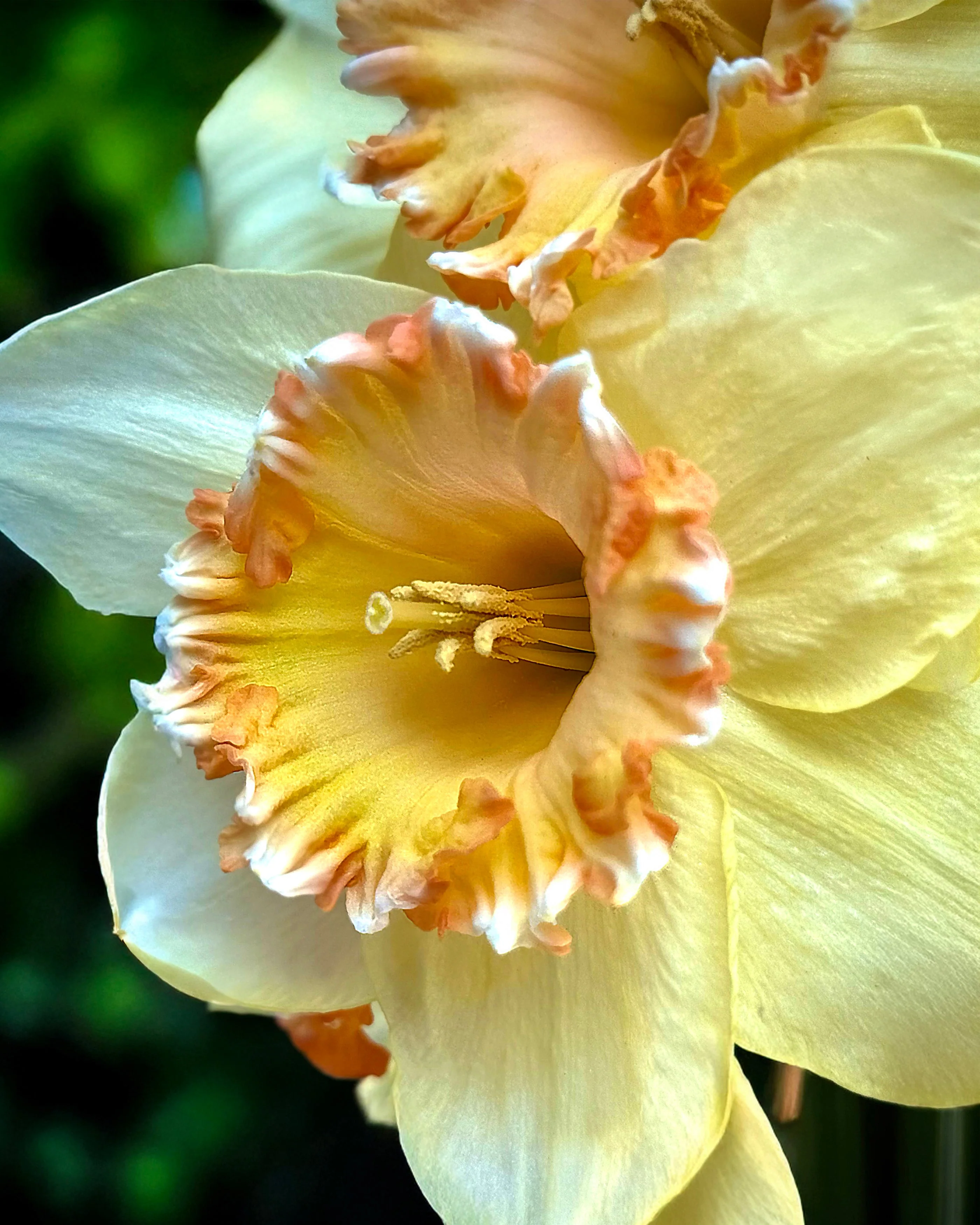 Narcissus 'By George' - Image 2