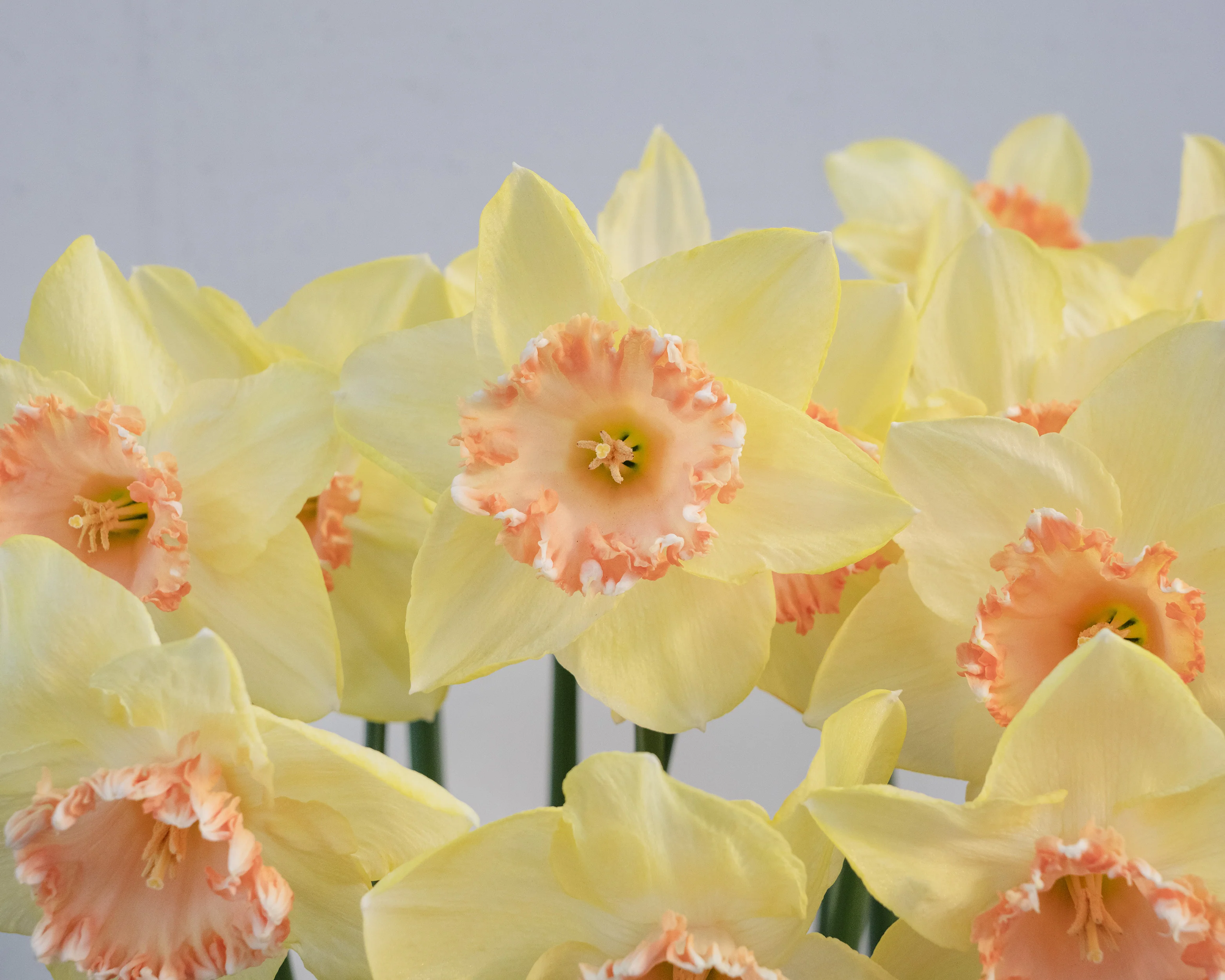 Narcissus 'By George' - Image 4