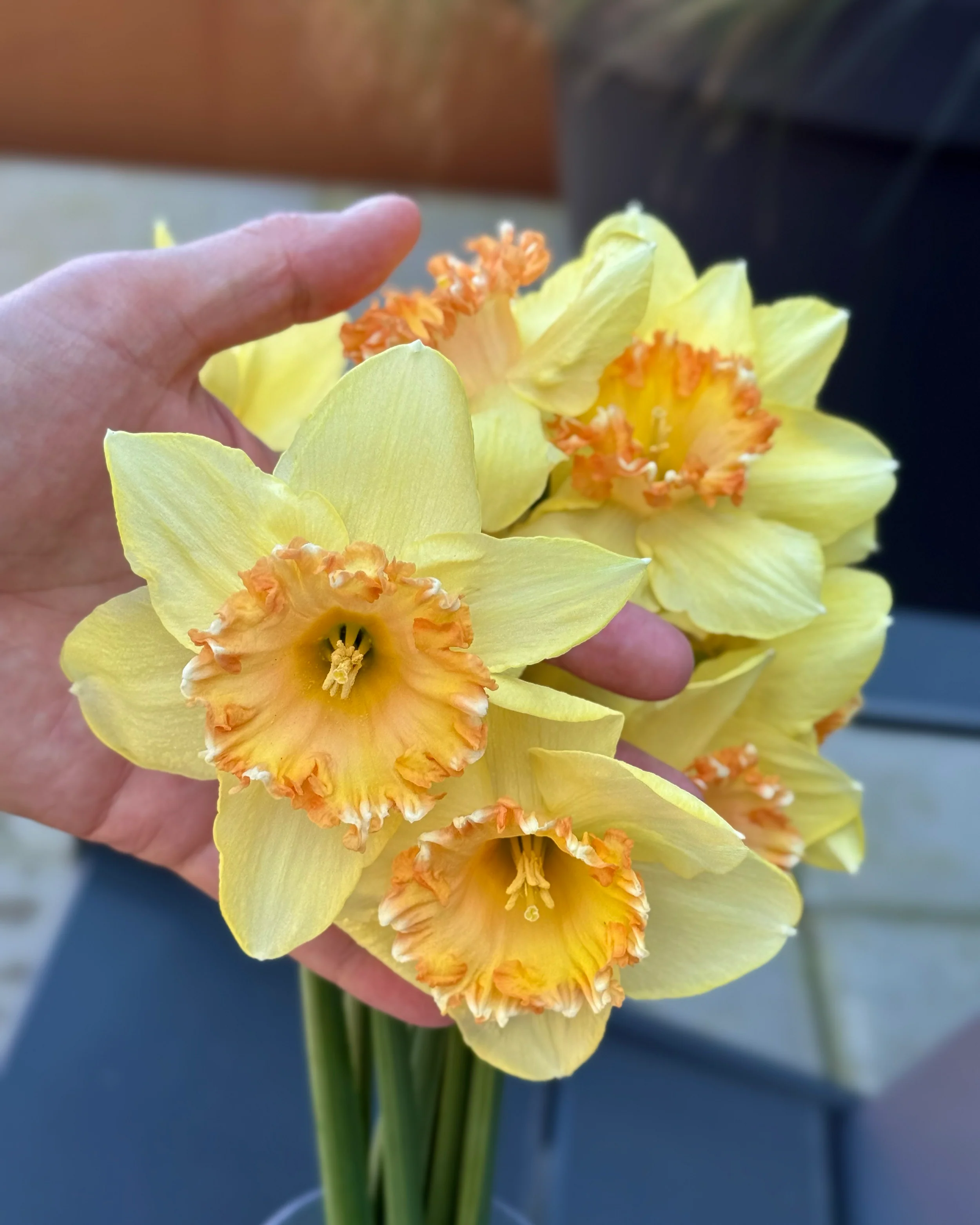 Narcissus 'By George' - Image 8