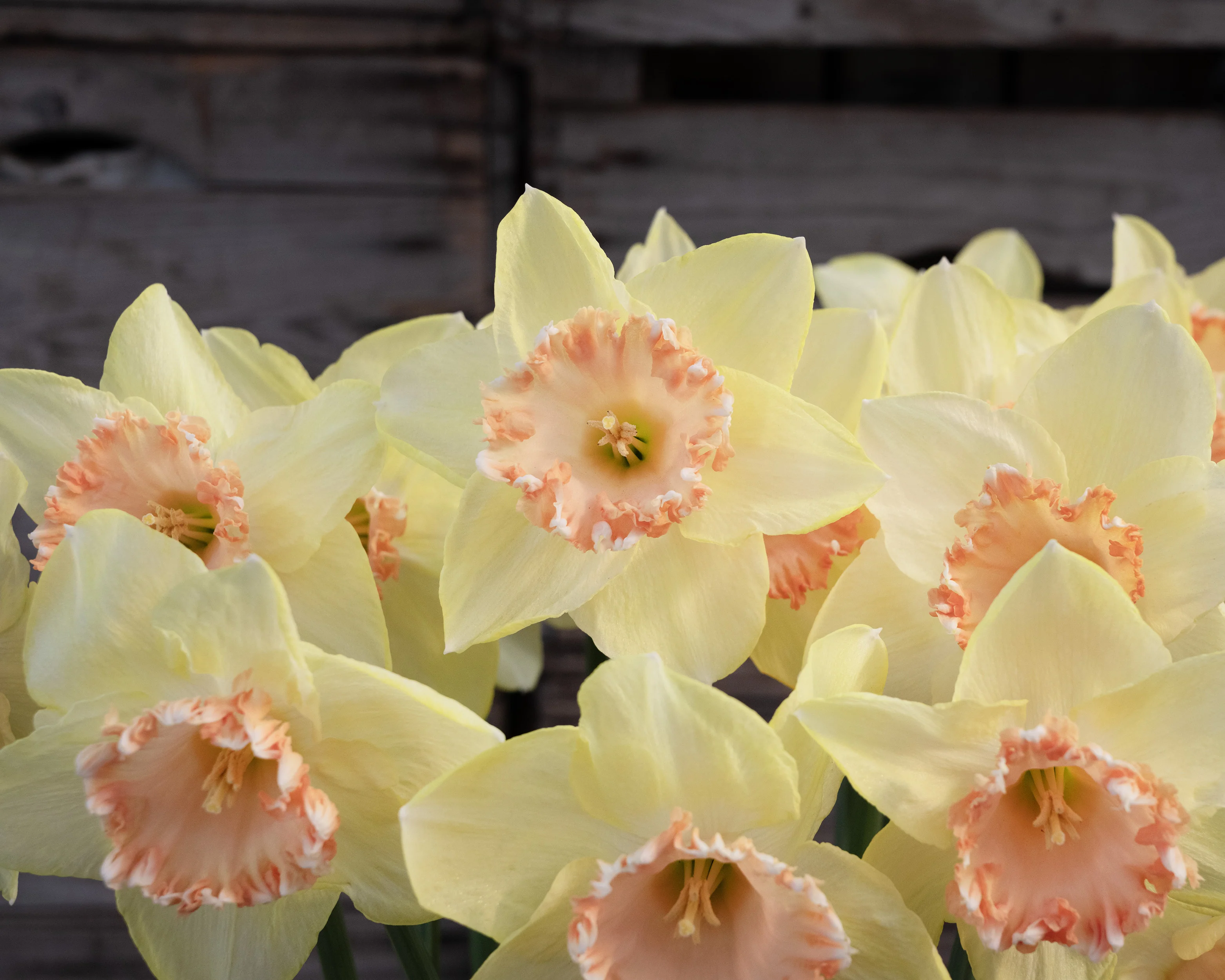 Narcissus 'By George' - Image 9