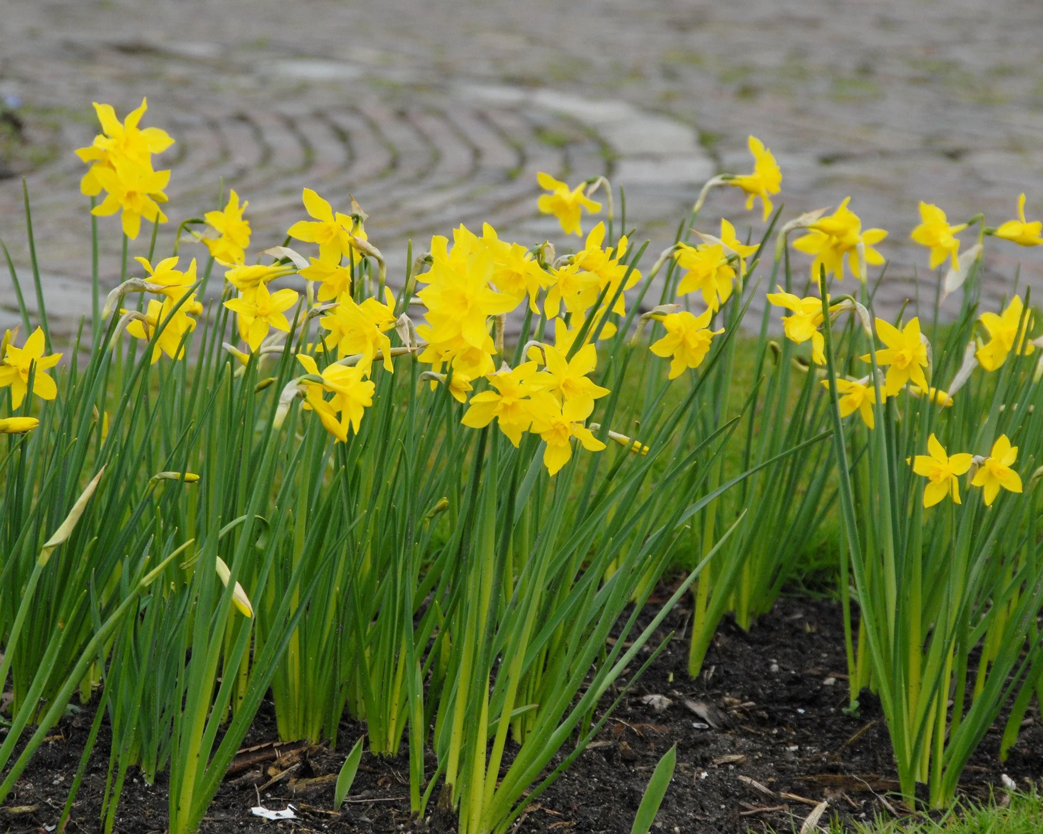 Narcissus 'Campernelle' - Image 2