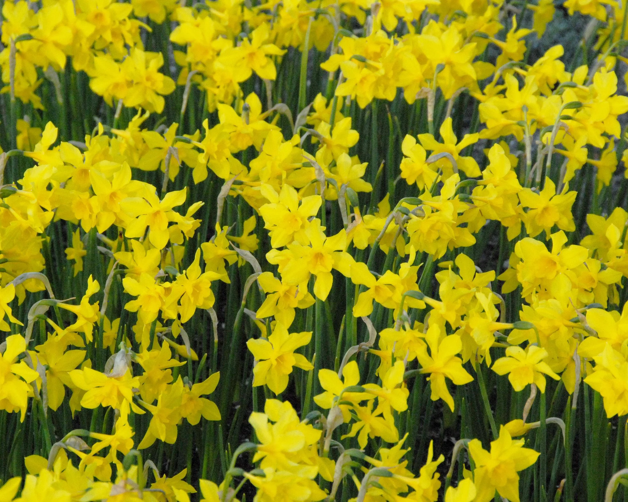 Narcissus 'Campernelle' - Image 3