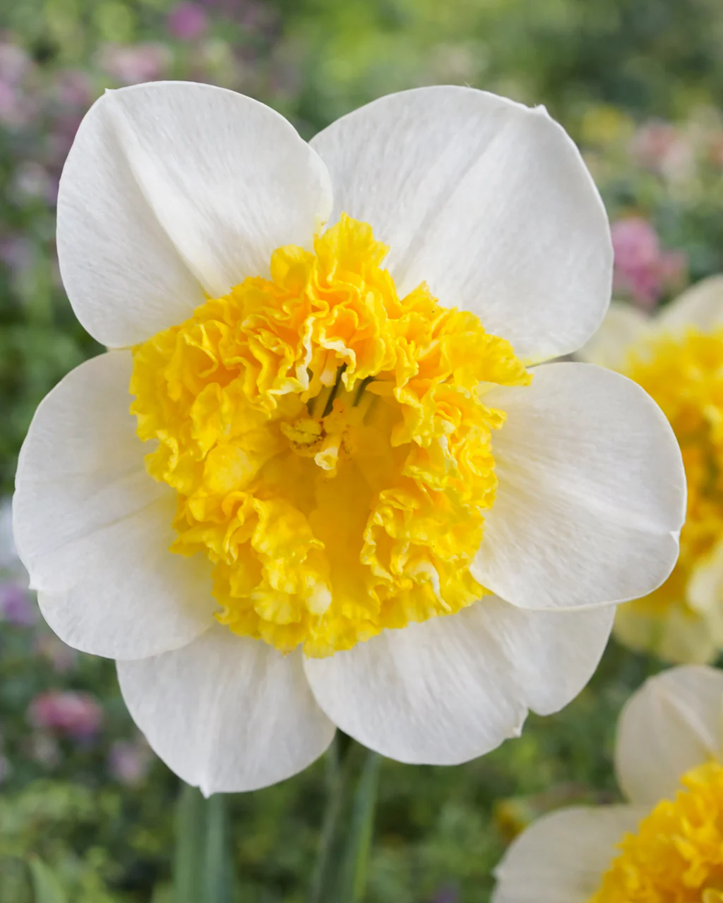 Narcissus 'Can Can Girl'