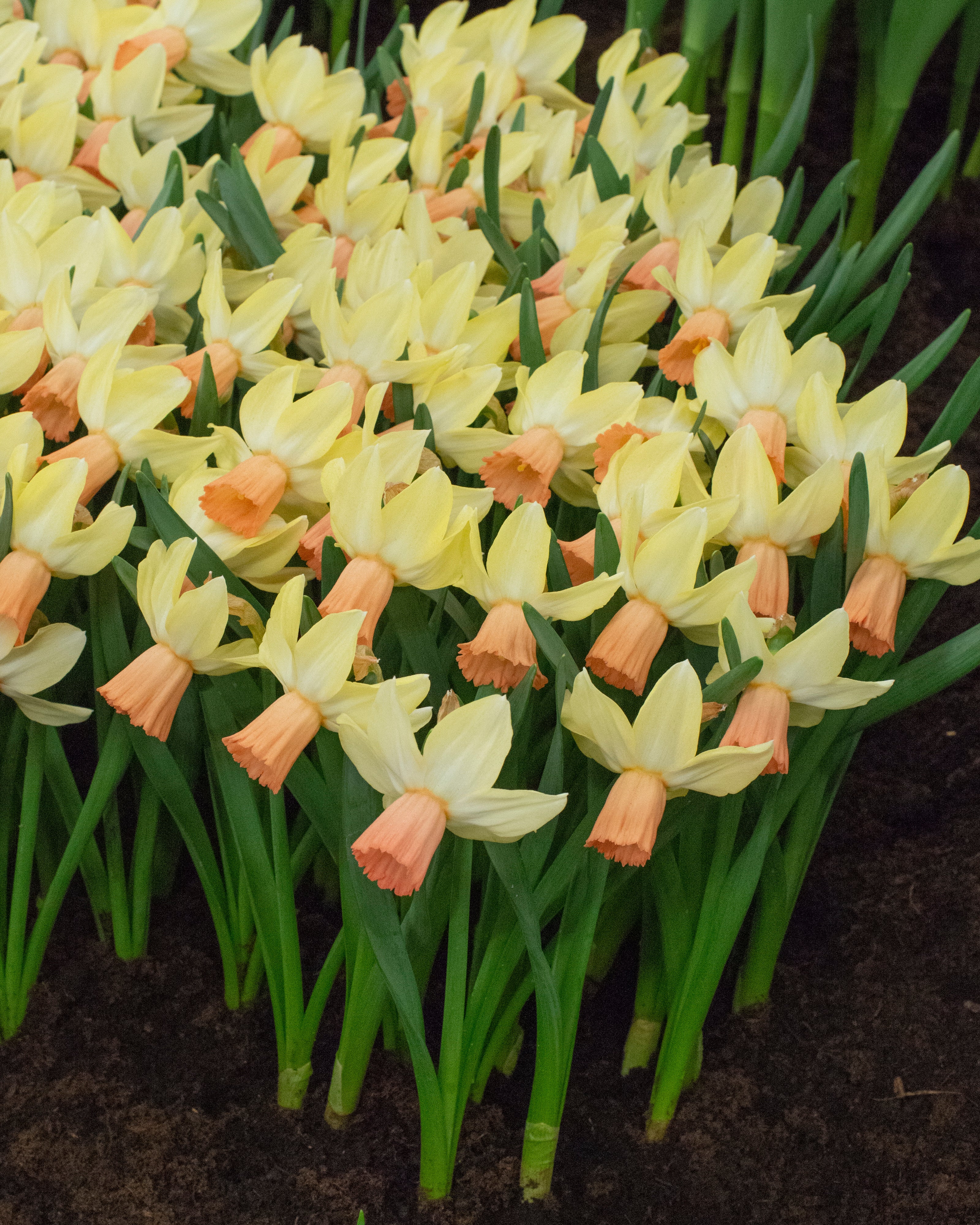 Narcissus 'Carice' - Image 4