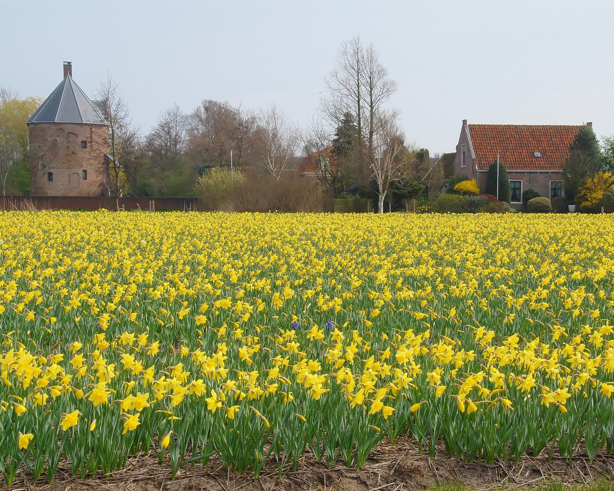 Narcissus 'Carlton' - Image 3