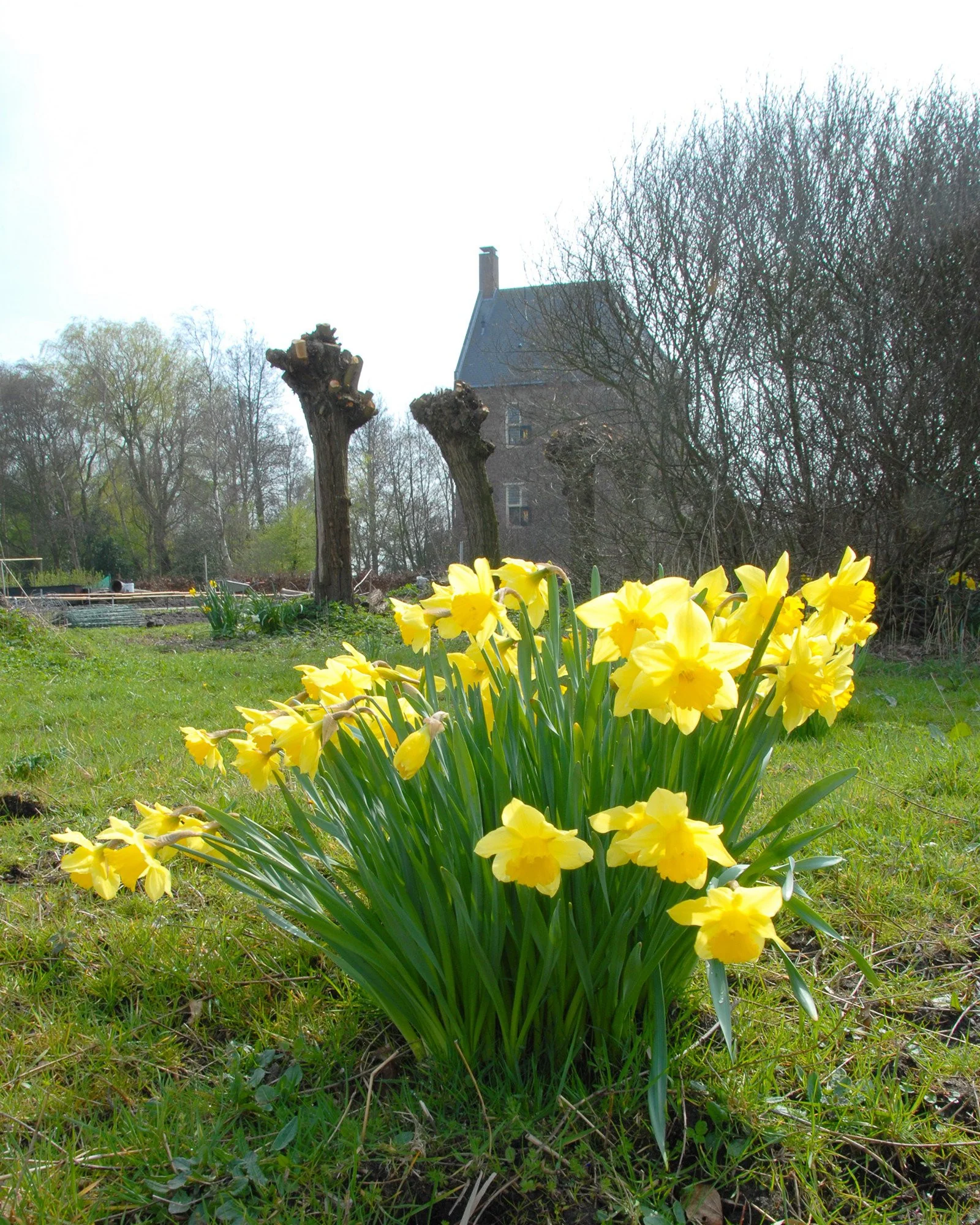 Narcissus 'Carlton' - Image 4