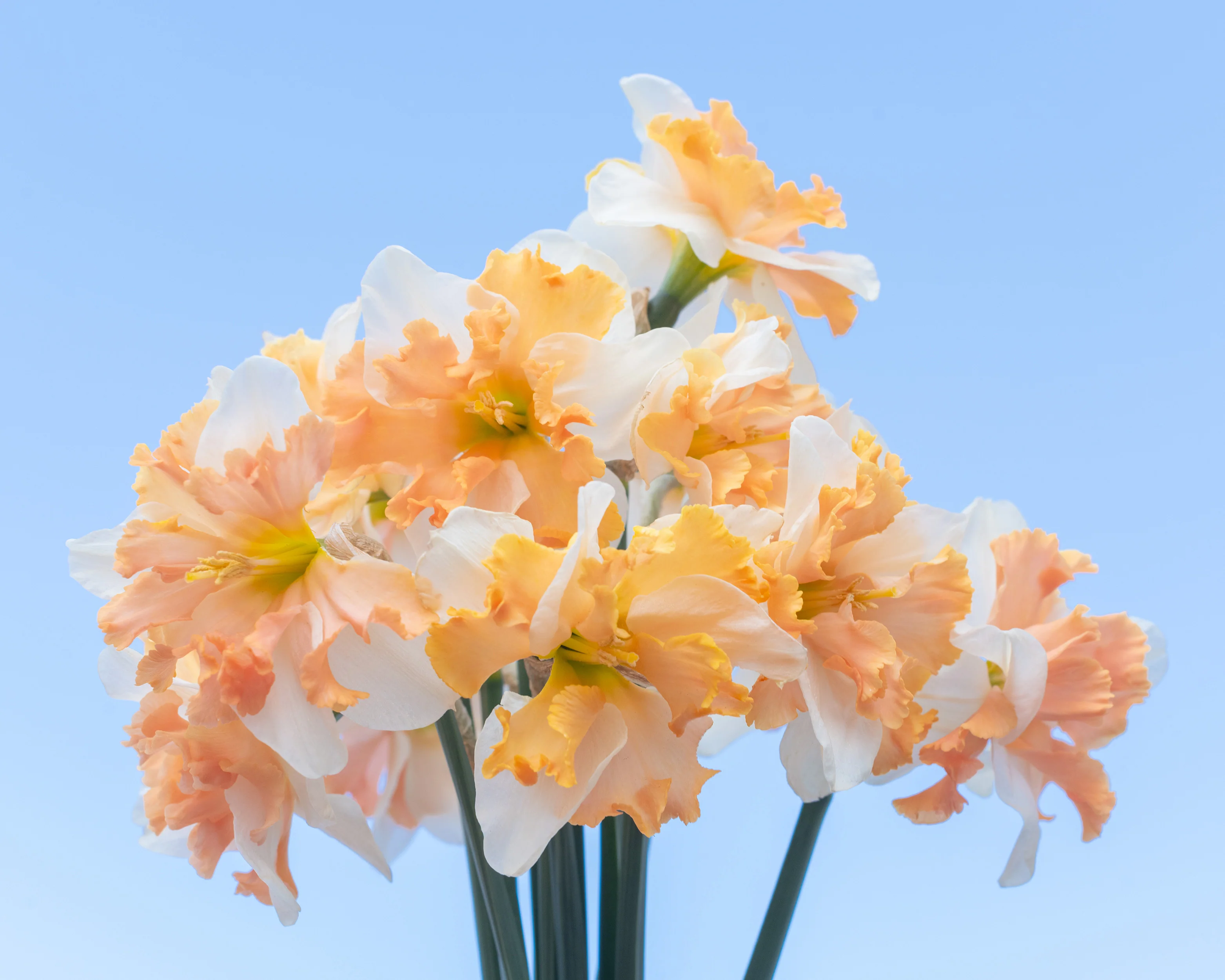 Narcissus 'Casanova' - Image 3