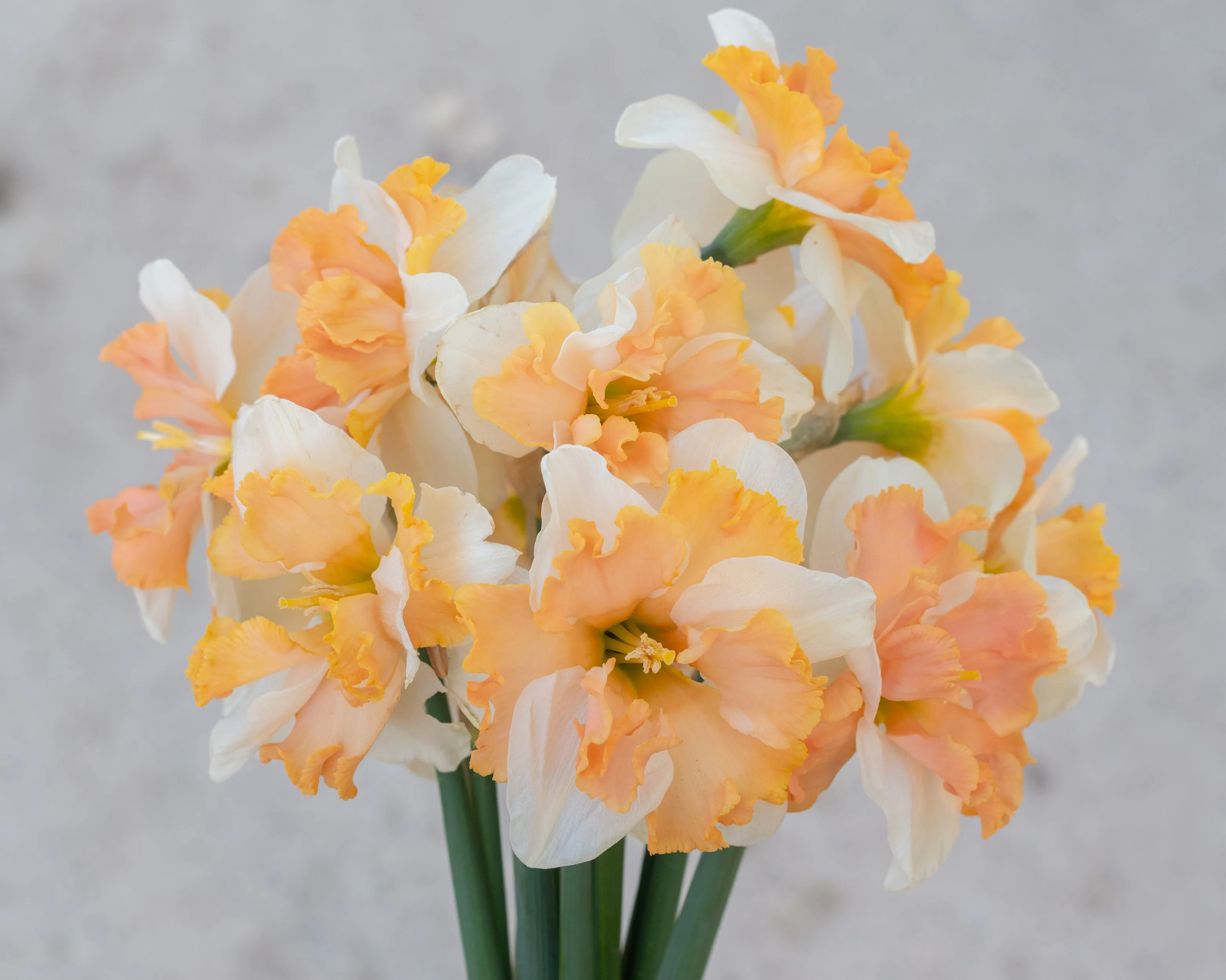 Narcissus 'Casanova' - Image 5